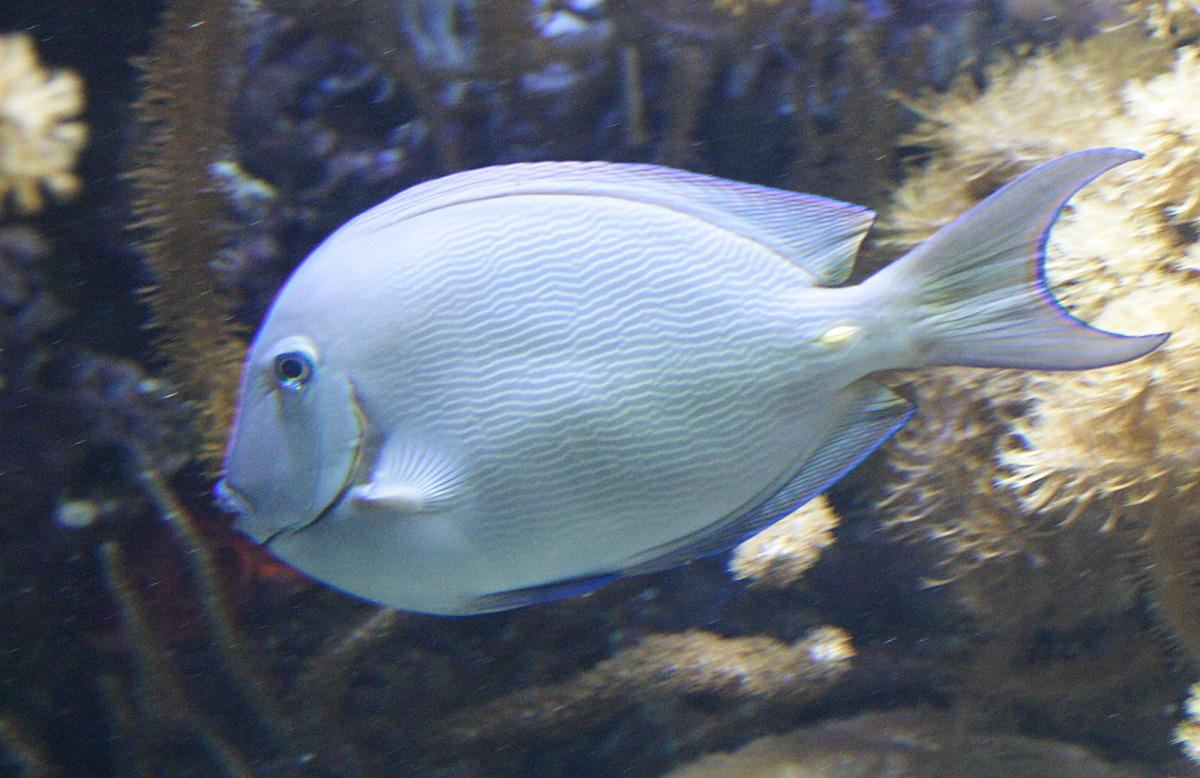 acanthurus_coeruleus3md