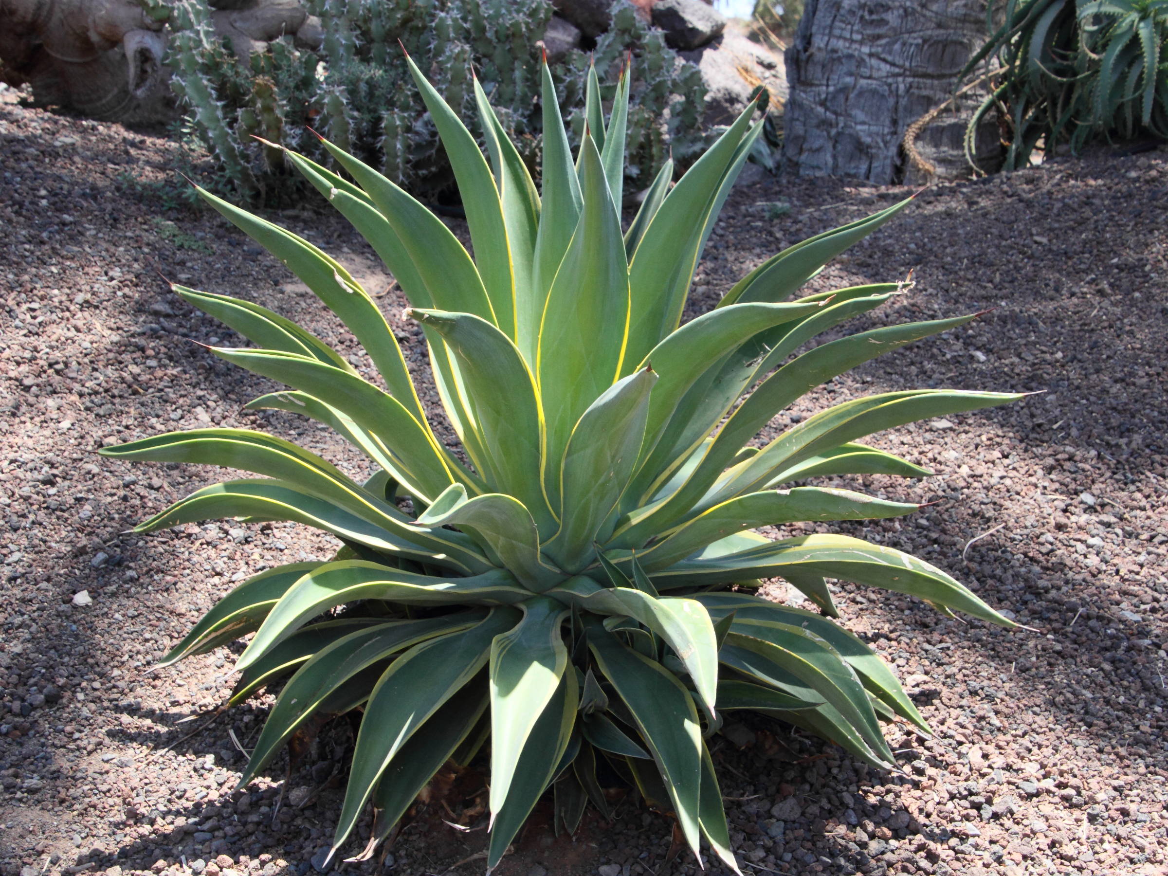 agave_desmettiana1md