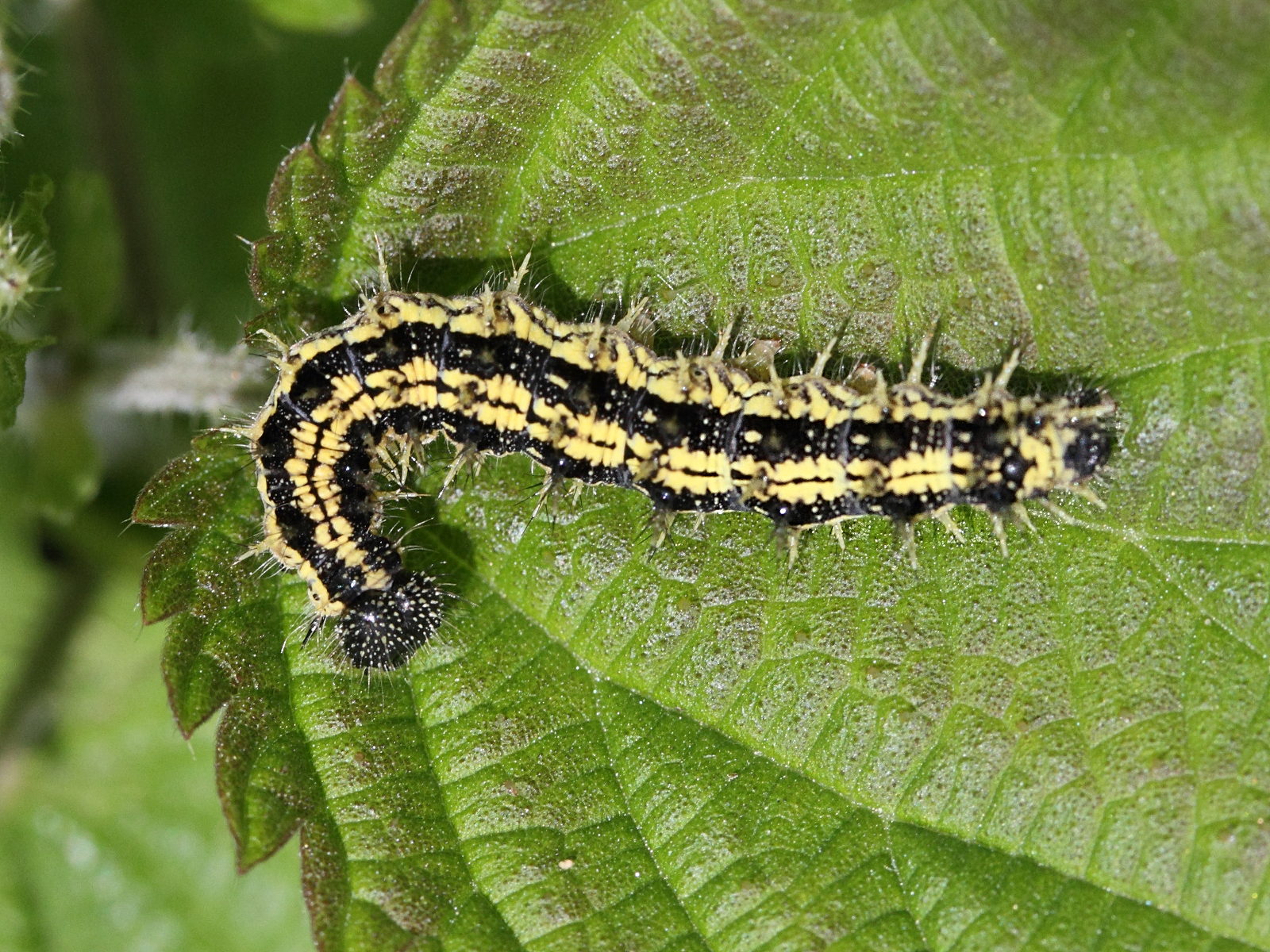 aglais_urticae_ch4md