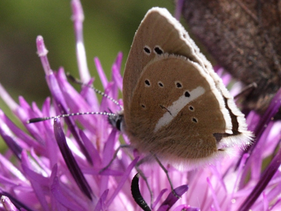 agrodiaetus_damon2sd