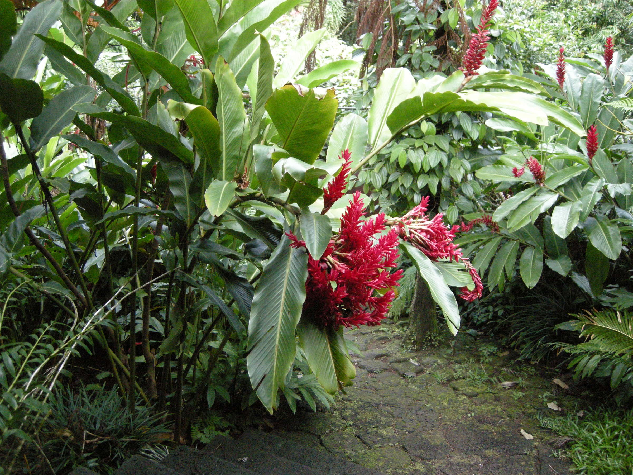alpinia_purpurata1md
