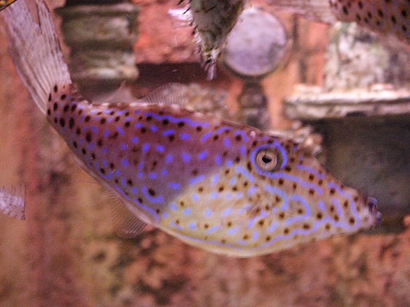 aluterus_scriptus1md