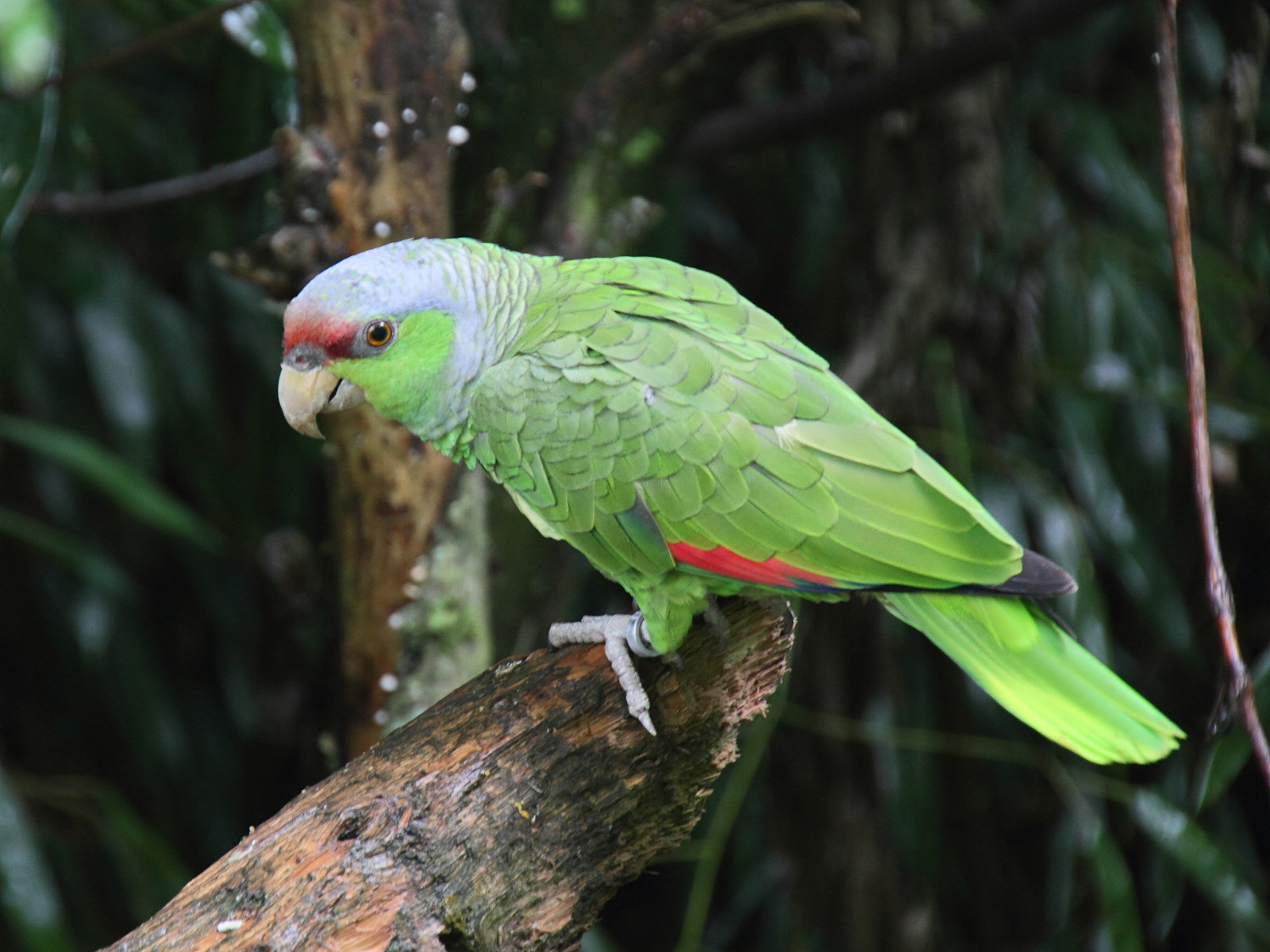 amazone_a_lores_rouges_-_amazona_autumnalis_lilacina1md