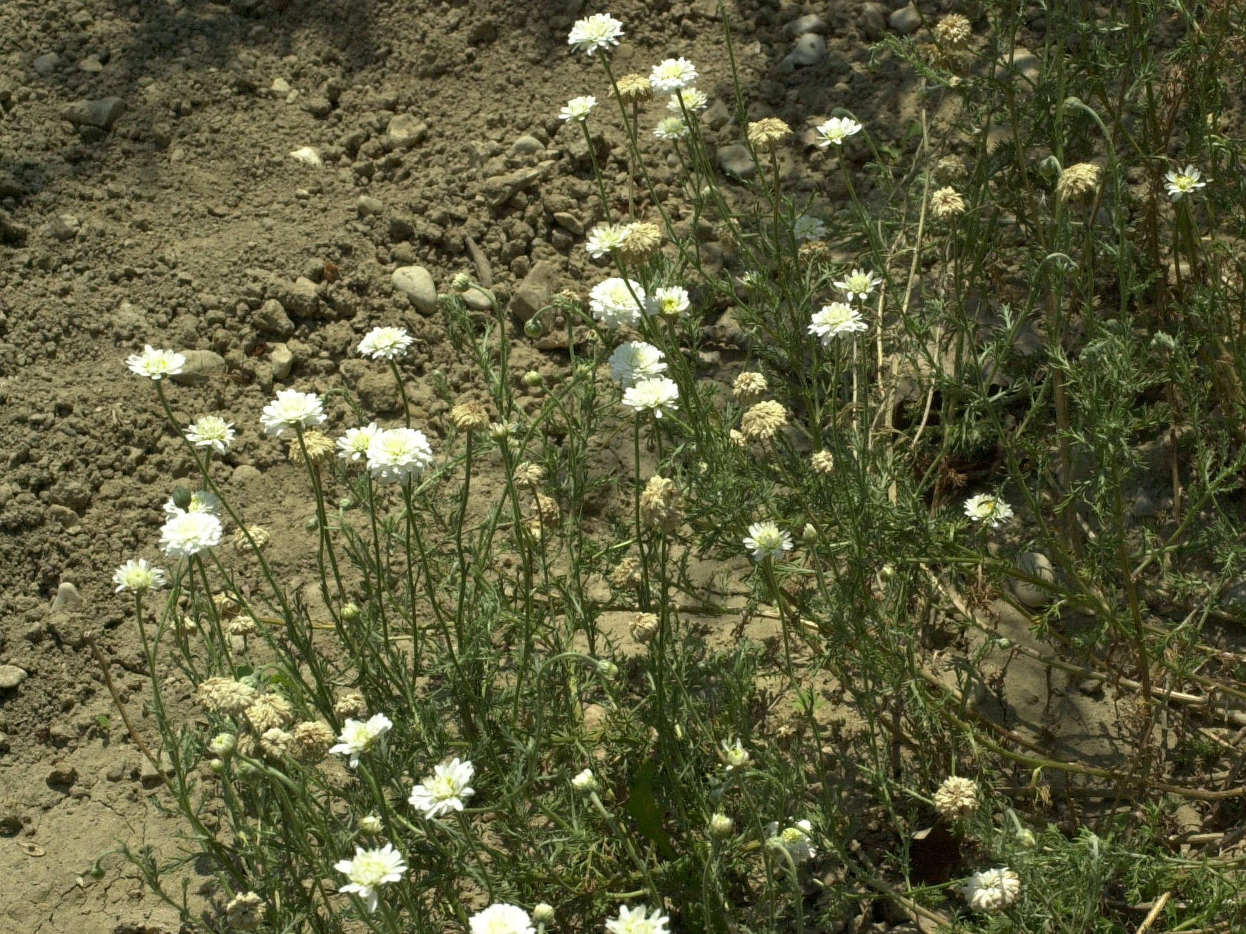 Afficher le média anthemis_nobilis1amd anthemis_nobilis1amd