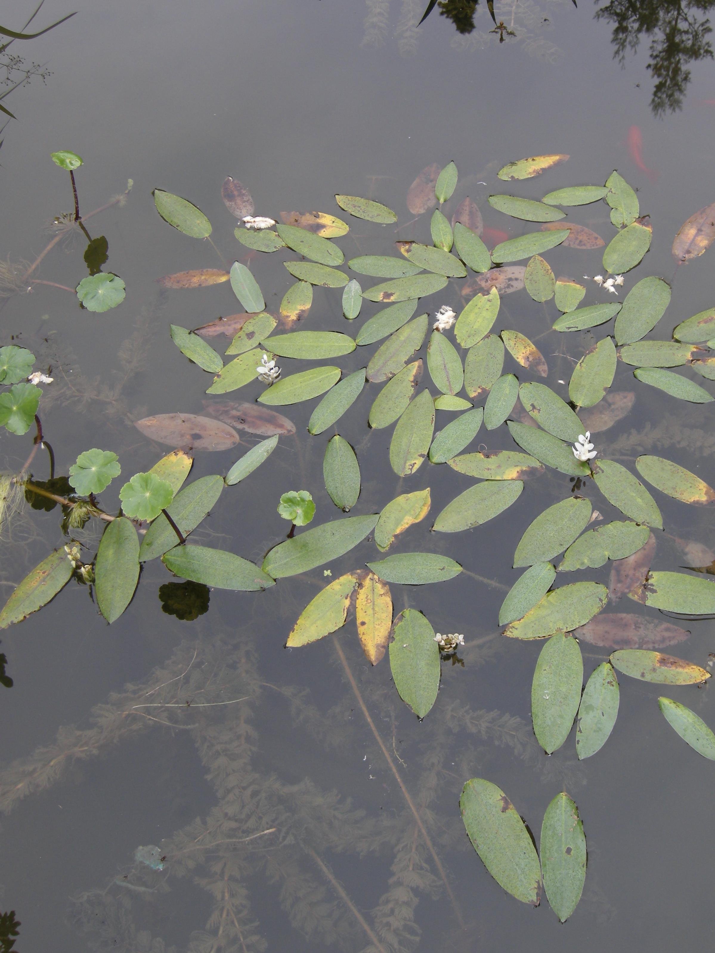 Afficher le média aponogeton_distachyus3bd aponogeton_distachyus3bd