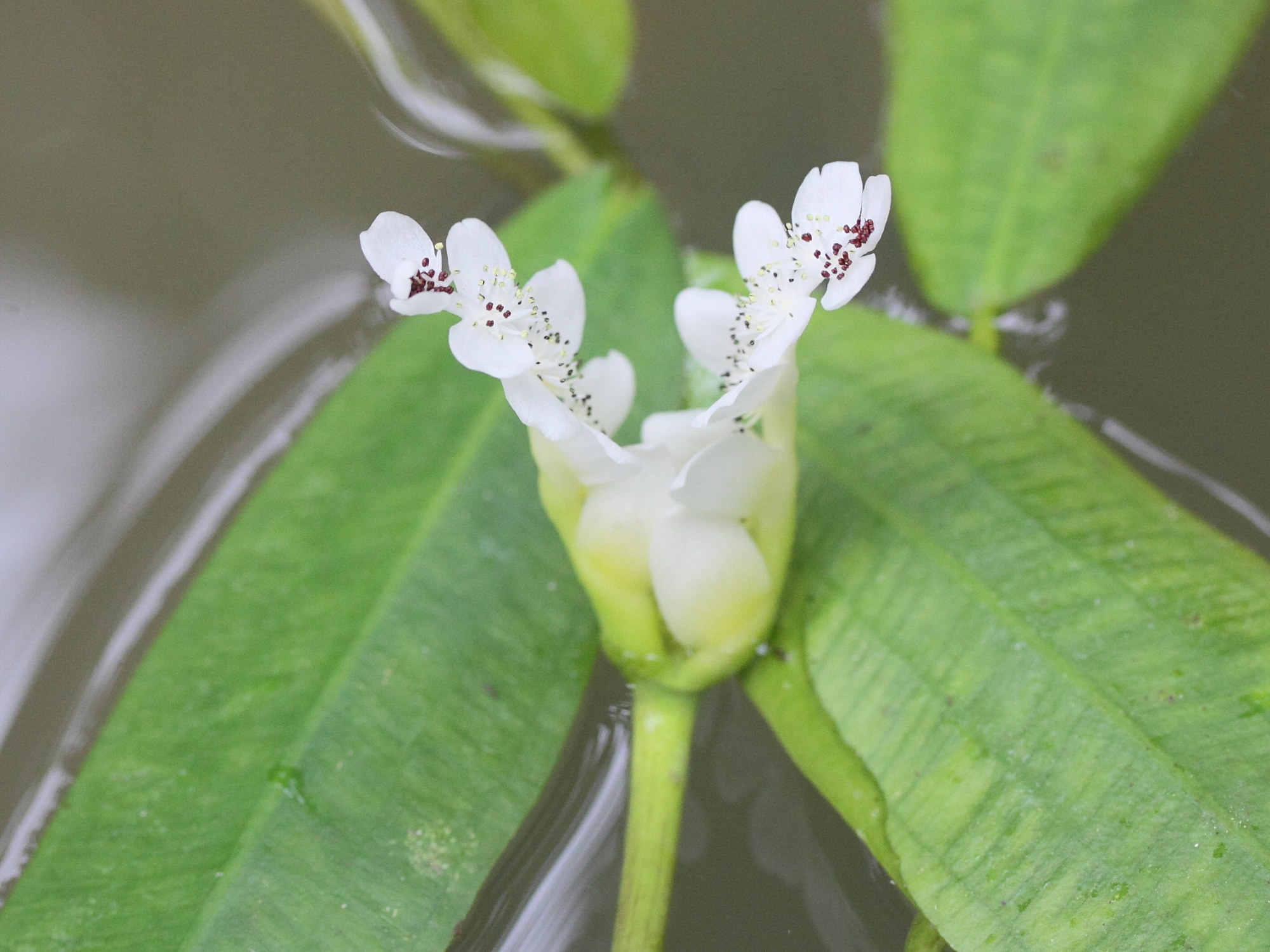 Afficher le média aponogeton_distachyus4md aponogeton_distachyus4md