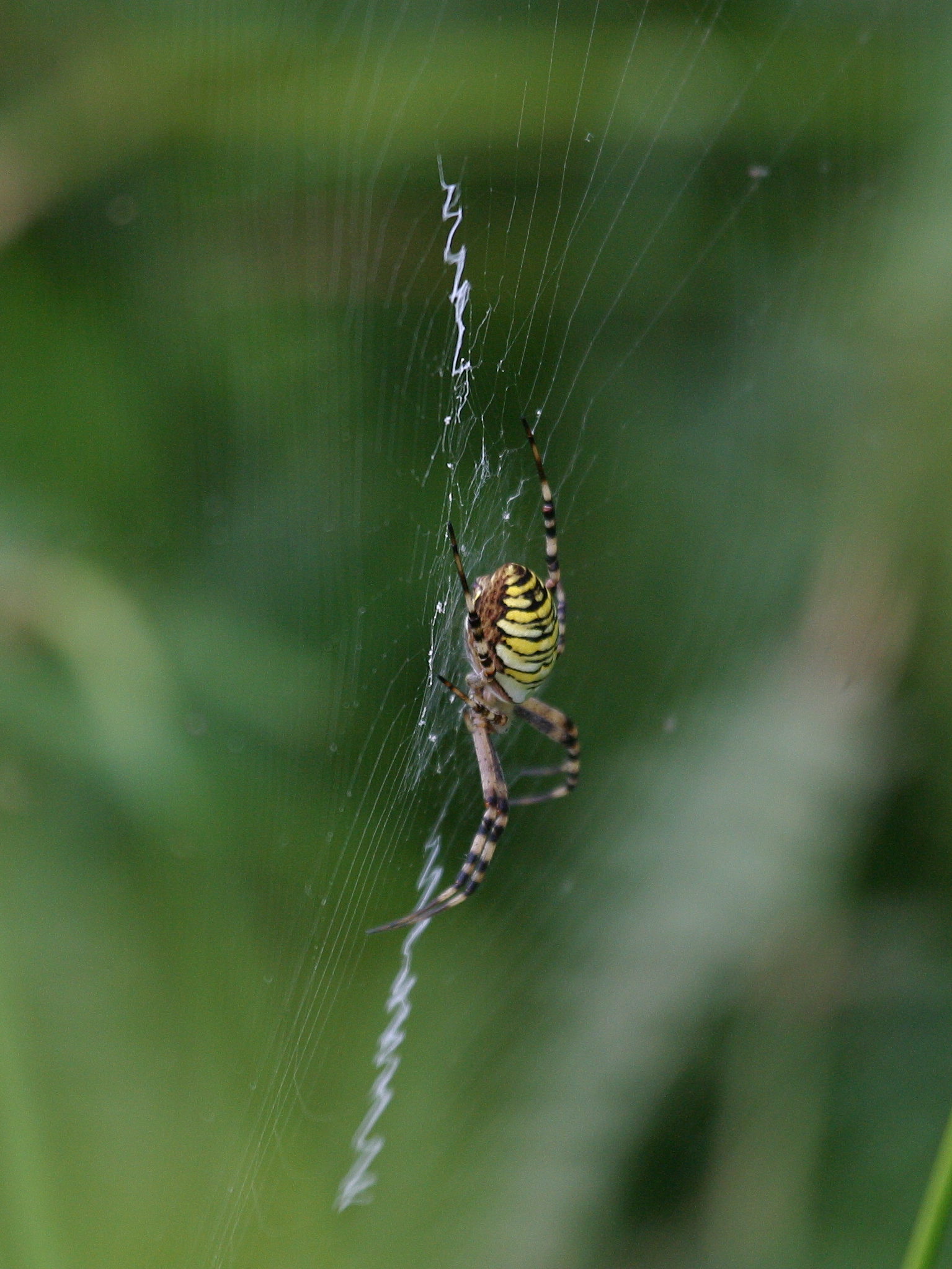 Afficher le média argiope_bruennichi5md argiope_bruennichi5md