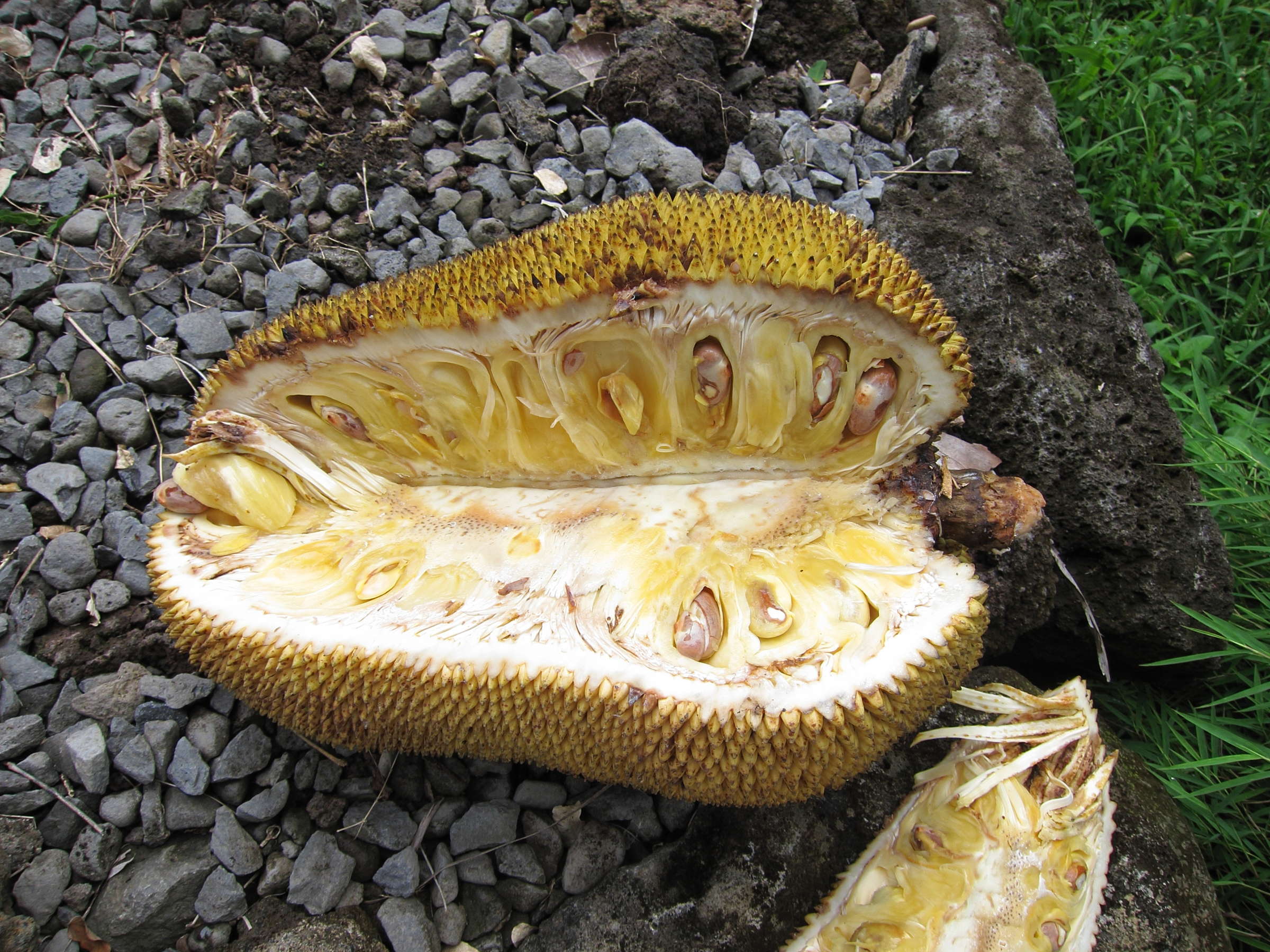 artocarpus_heterophyllus6md