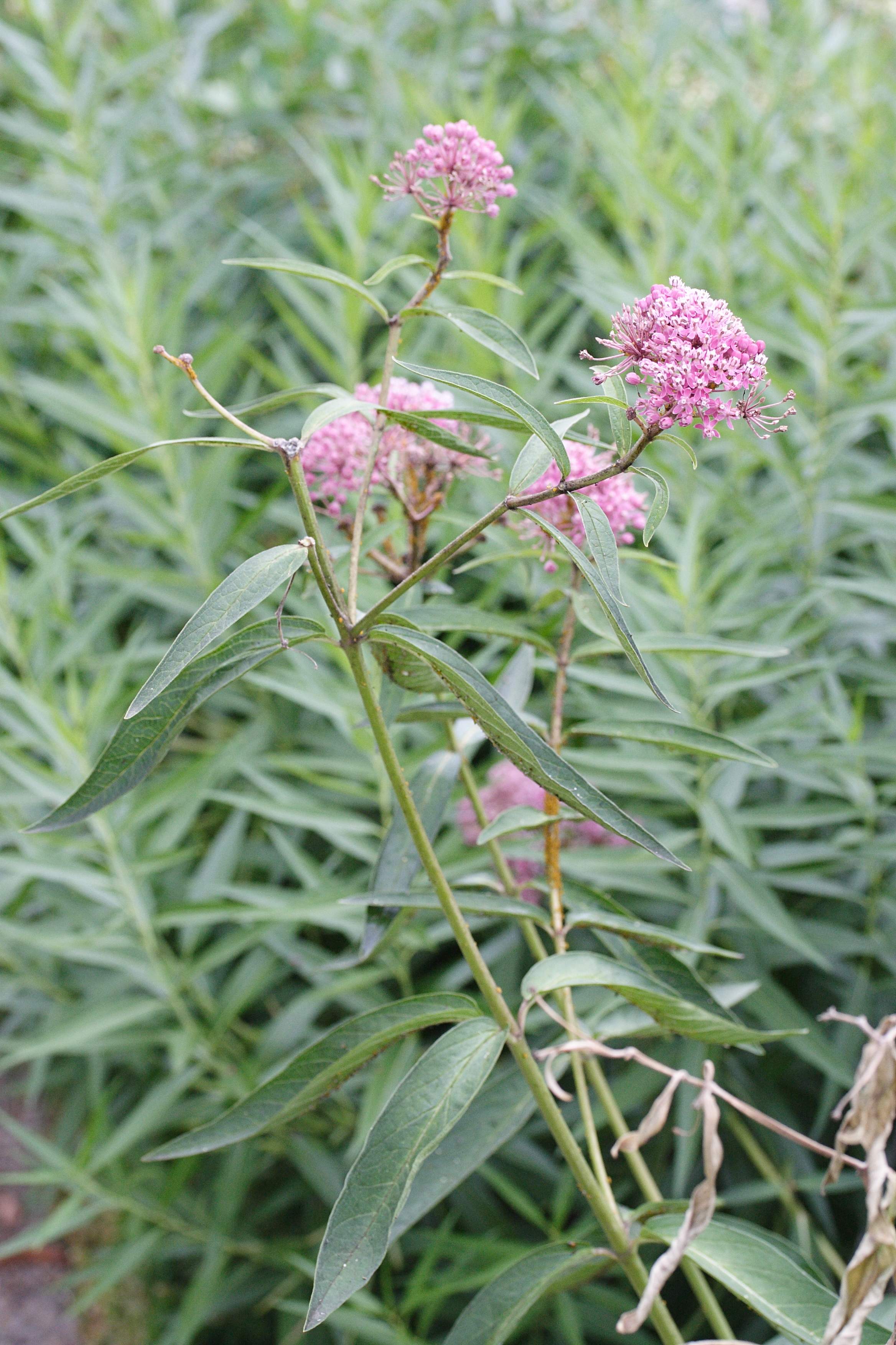 asclepias_incarnata1md