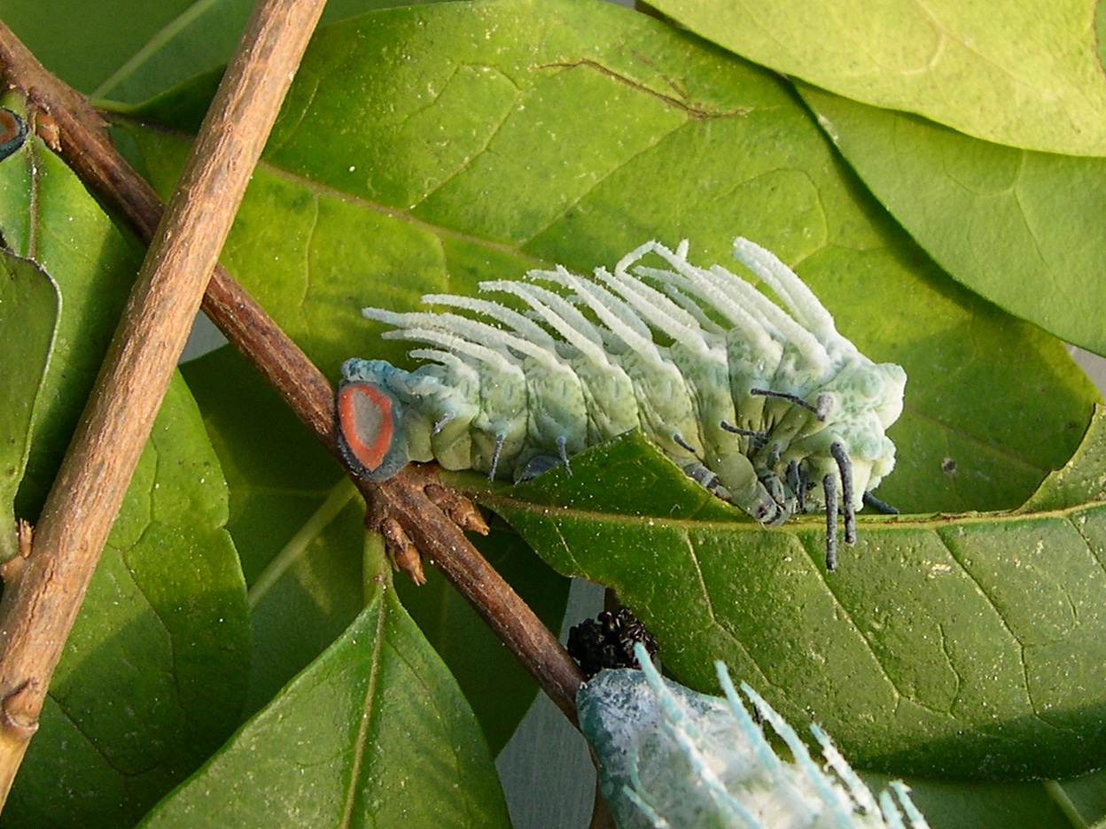attacus_atlas_ch1bmd