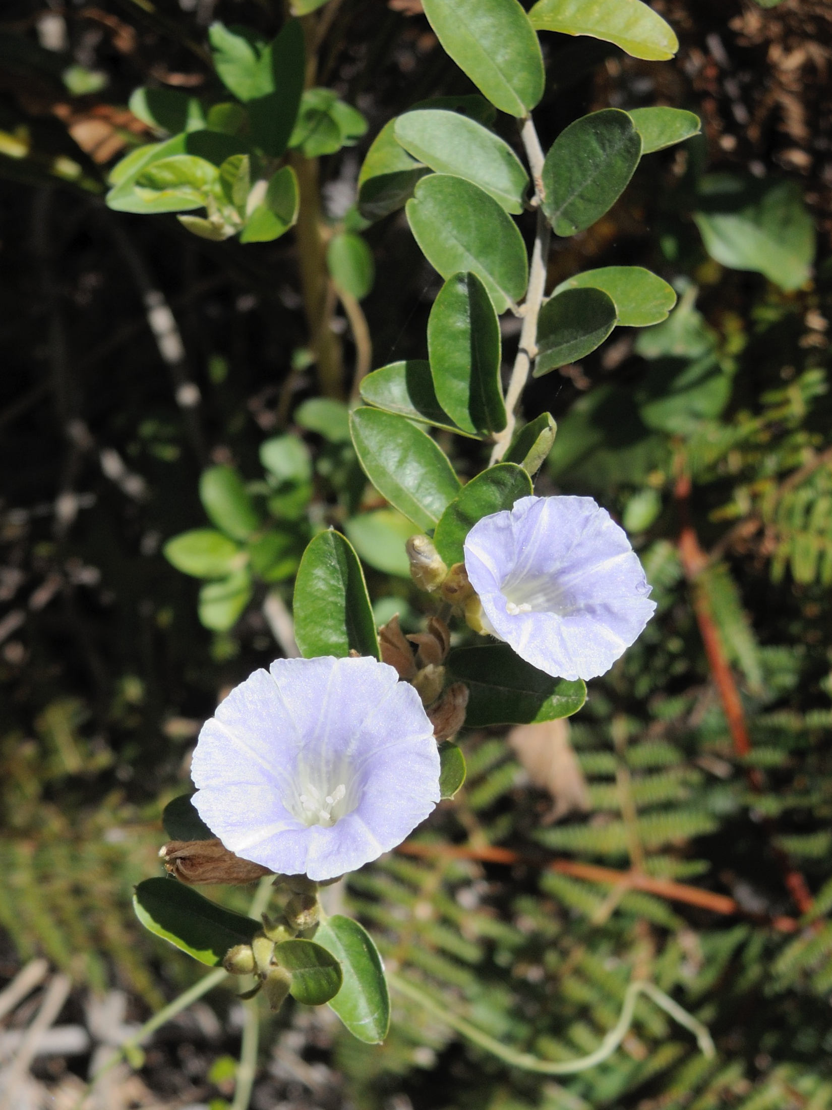 bonamia_spectabilis3md