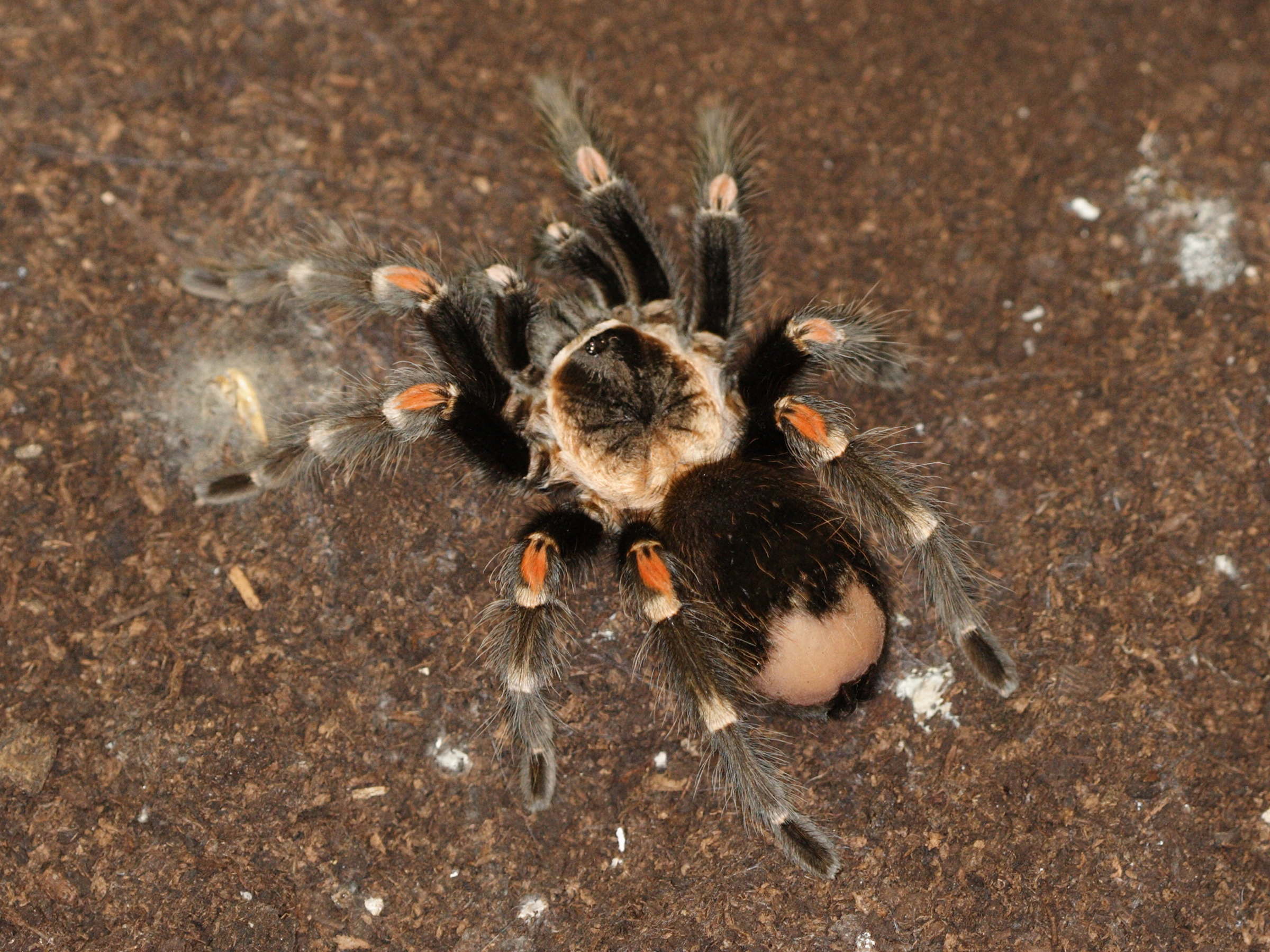 brachypelma_auratum1md
