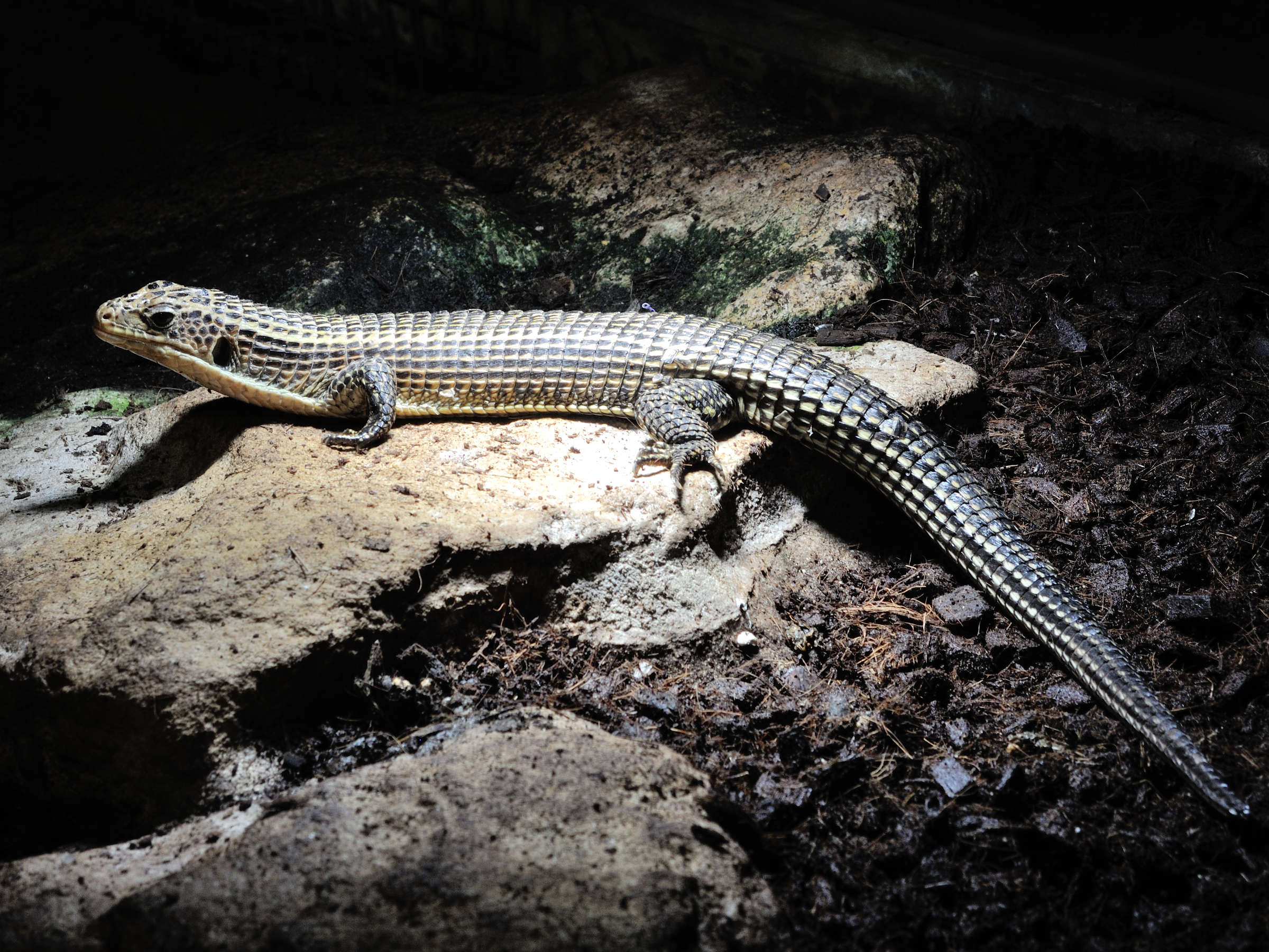 broadleysaurus_major3md