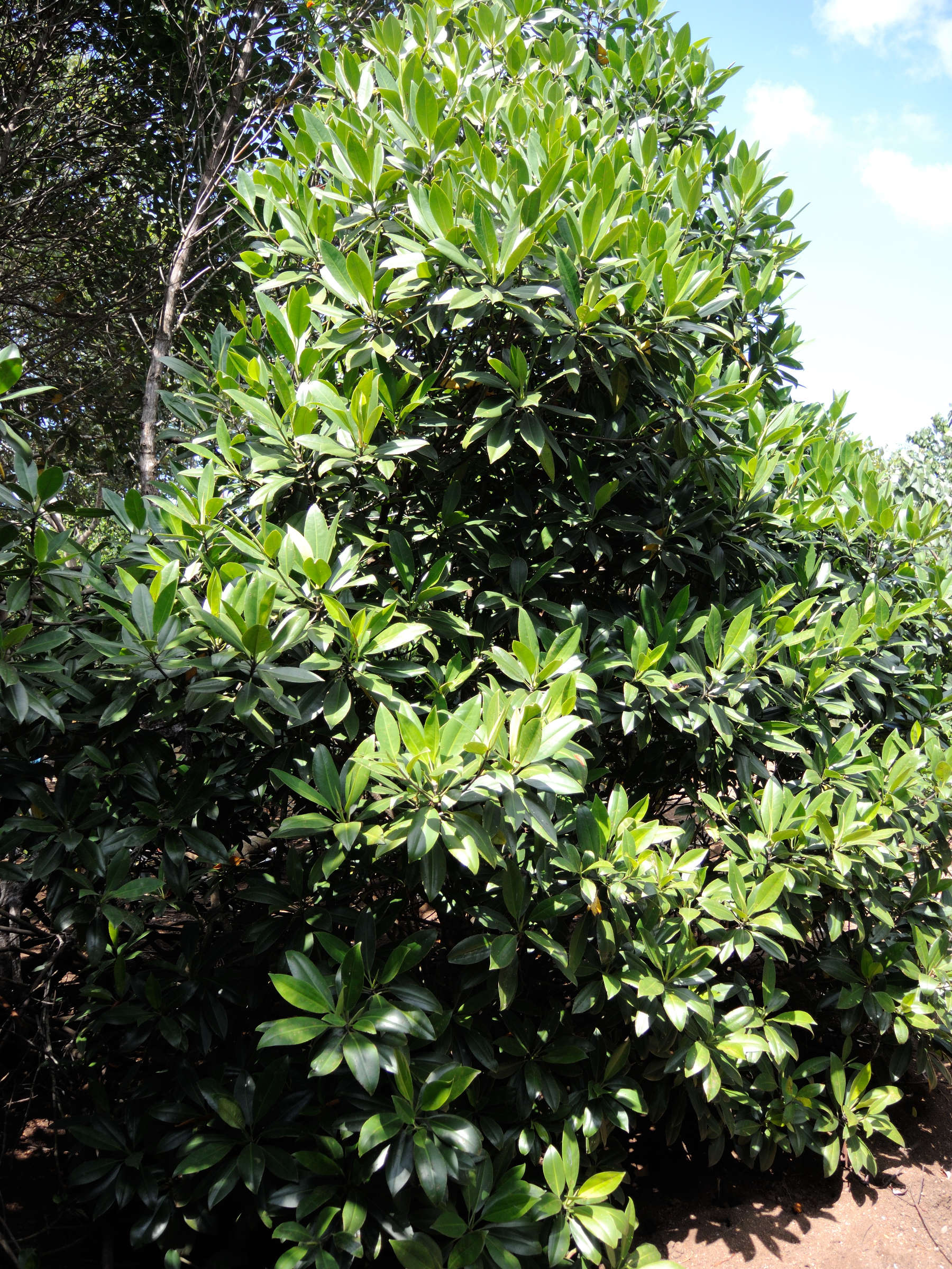 Afficher le média Bruguiera_gymnorhiza Bruguiera_gymnorhiza