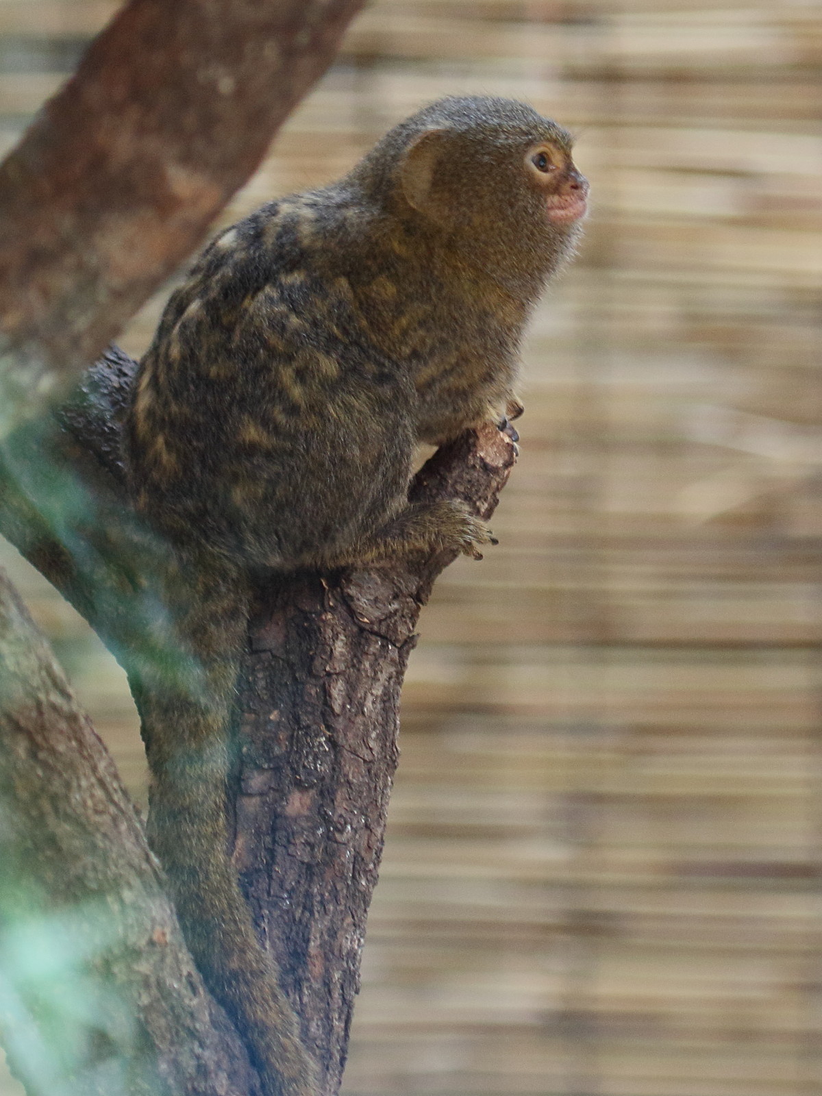 callithrix_pygmaea4bd