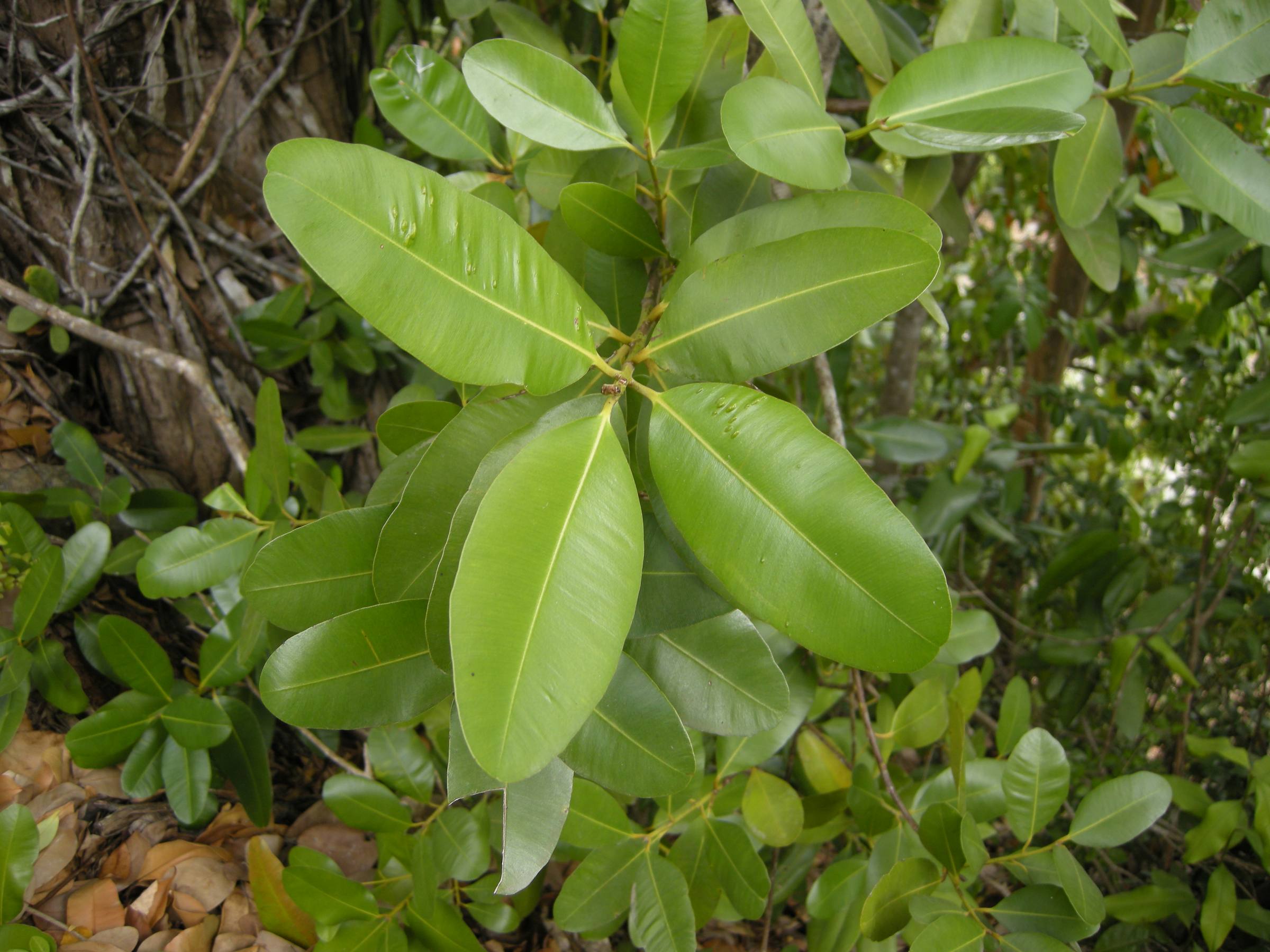 calophyllum_calaba2md