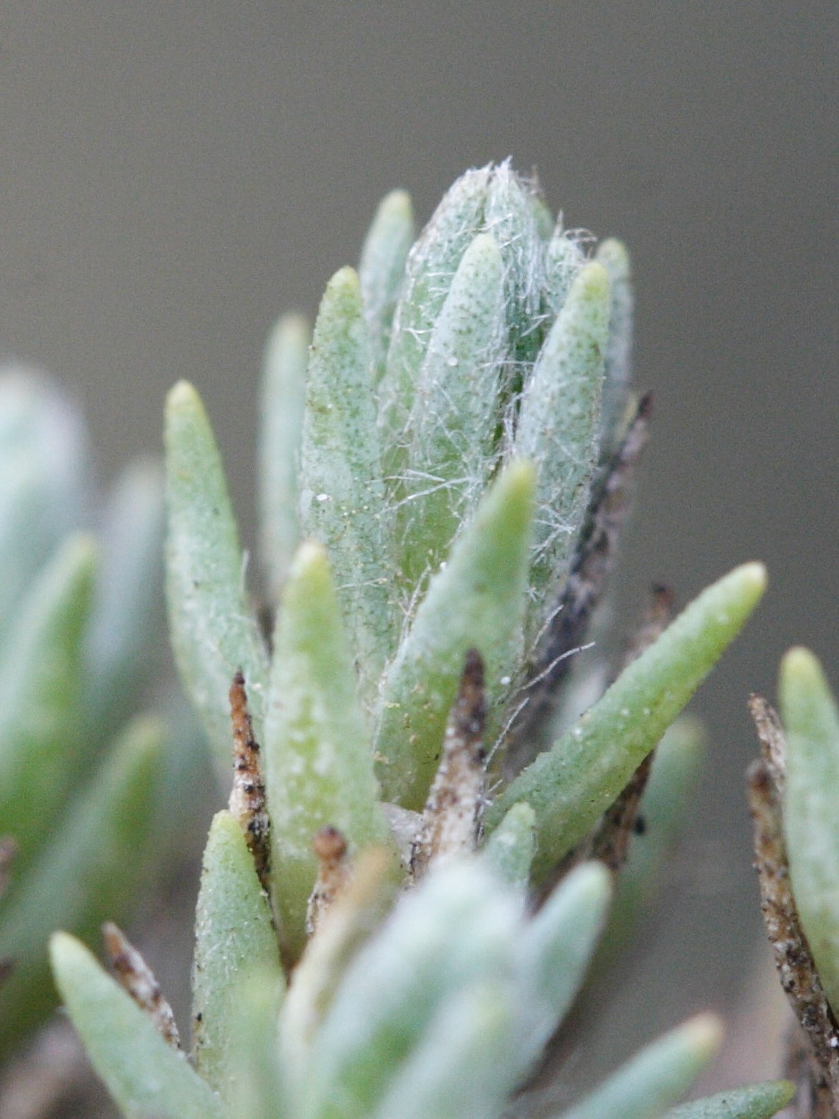 Afficher le média Camphorosma_monspeliaca Camphorosma_monspeliaca