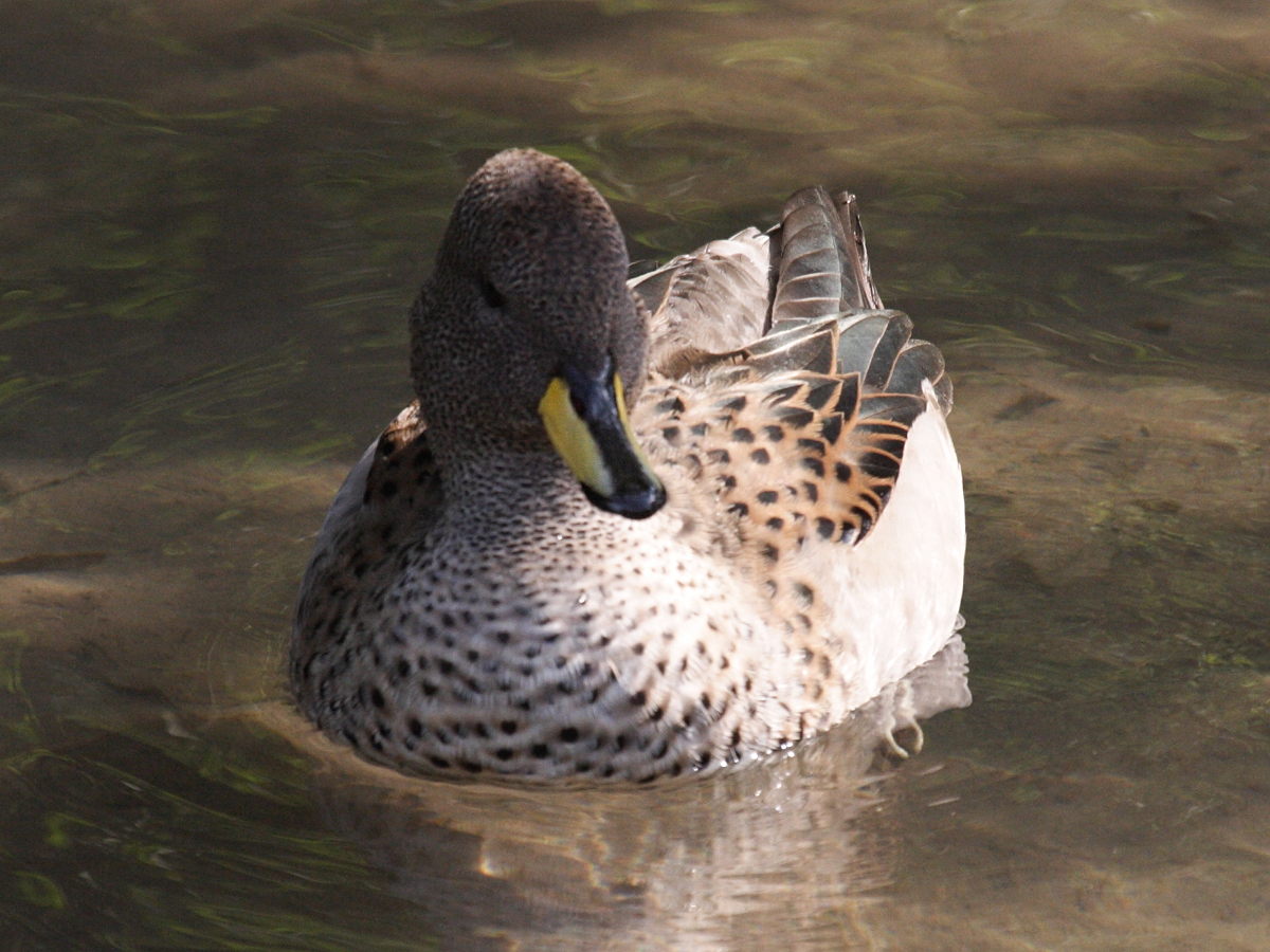 canard_a_bec_jaune_-_anas_undulata2bd