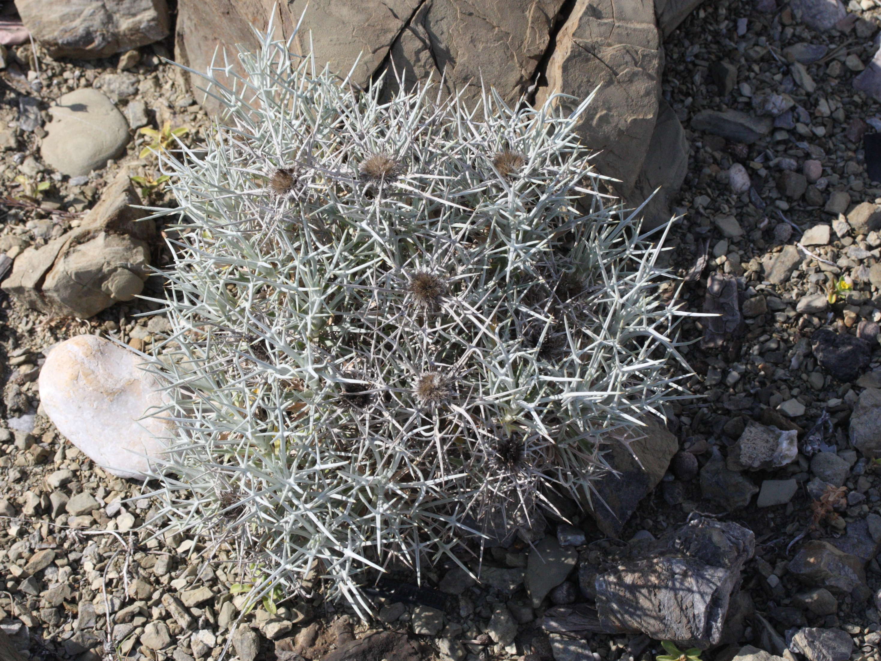 carlina_tragacanthifolia3md