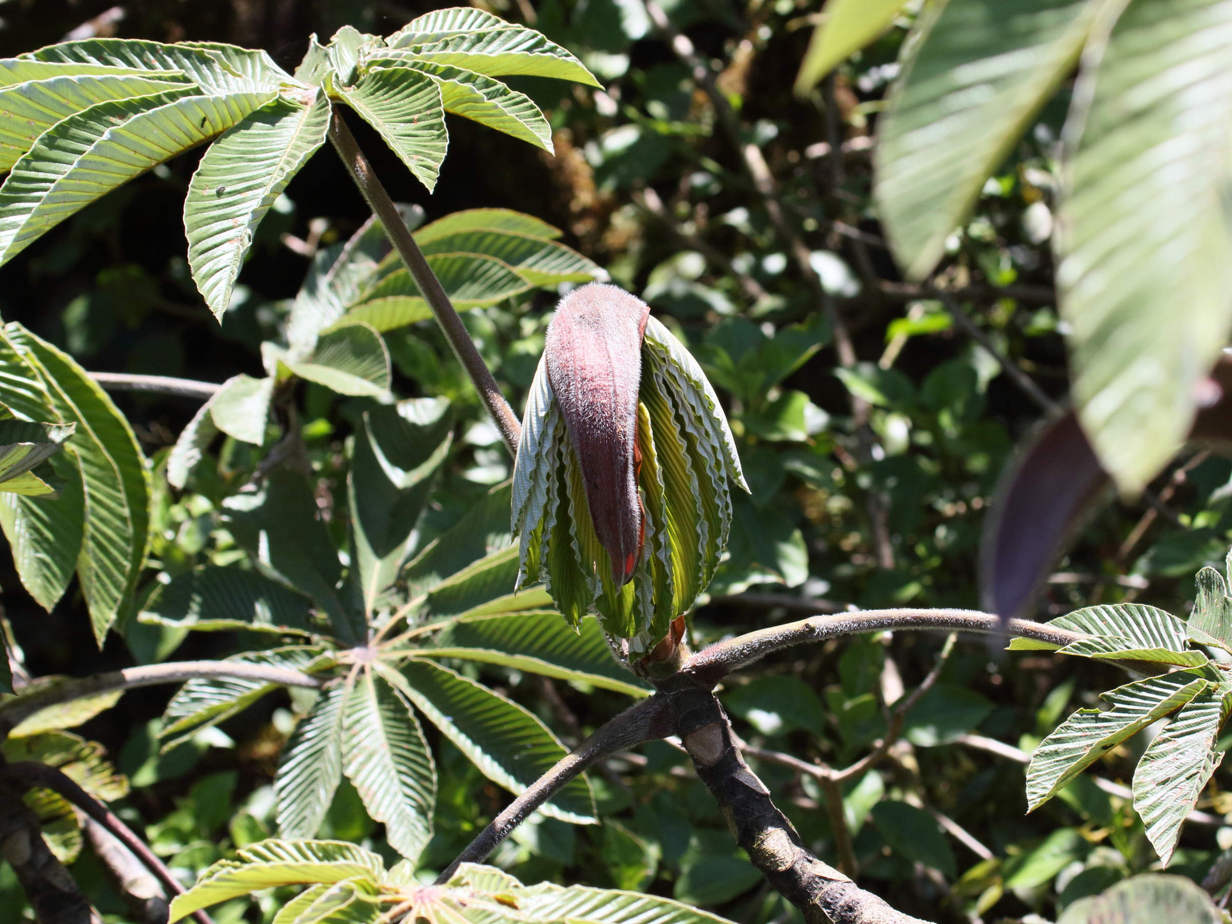 cecropia_polyphlebia1bd
