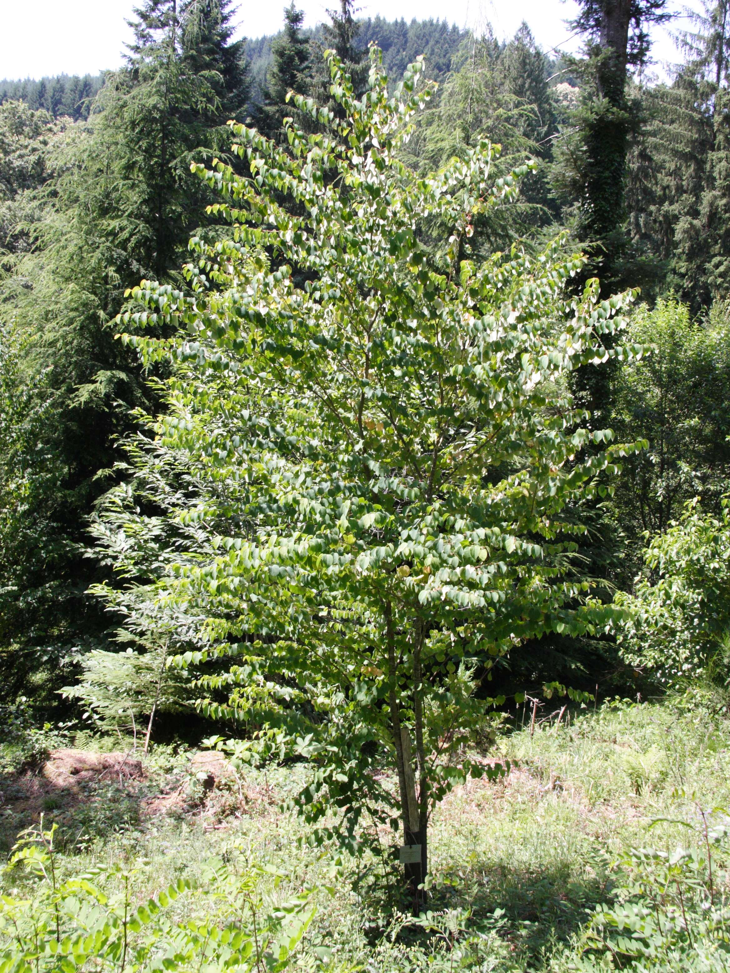Afficher le média cercidiphyllum_japonicum3md cercidiphyllum_japonicum3md