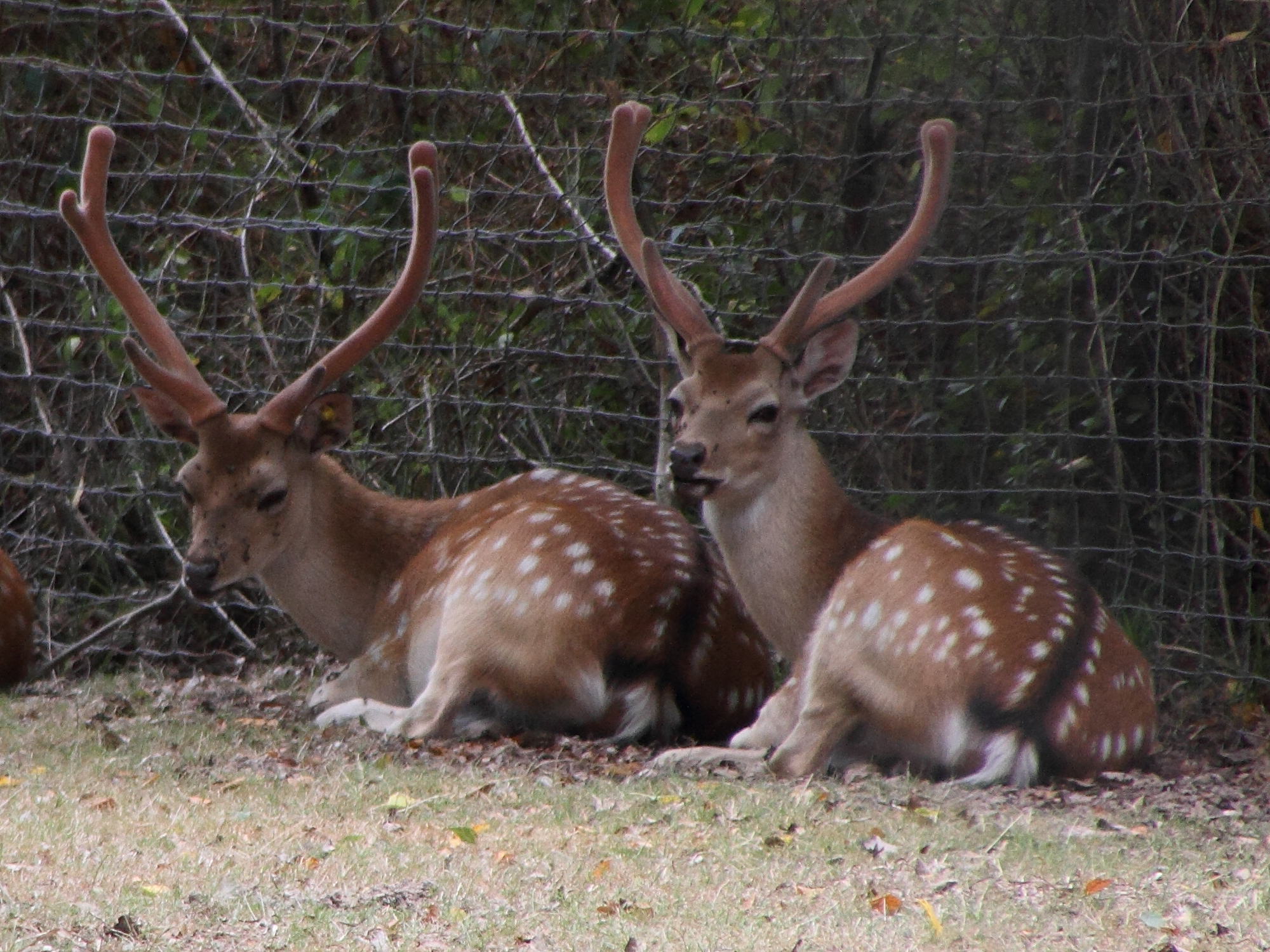 cervus_nippon_taiouanensis1md