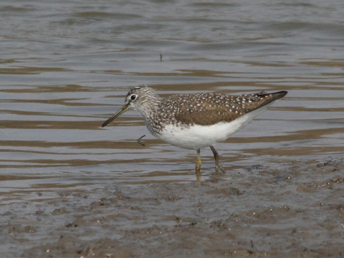 chevalier_culblanc_-_tringa_ochropus1md