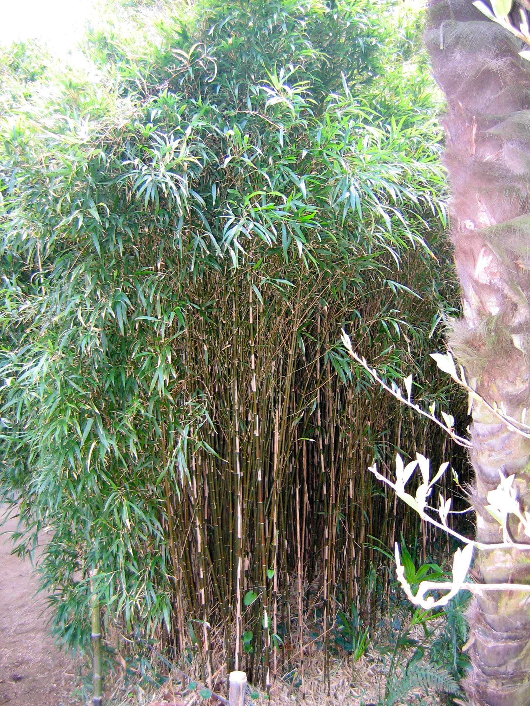 chimonobambusa_marmorea2ad