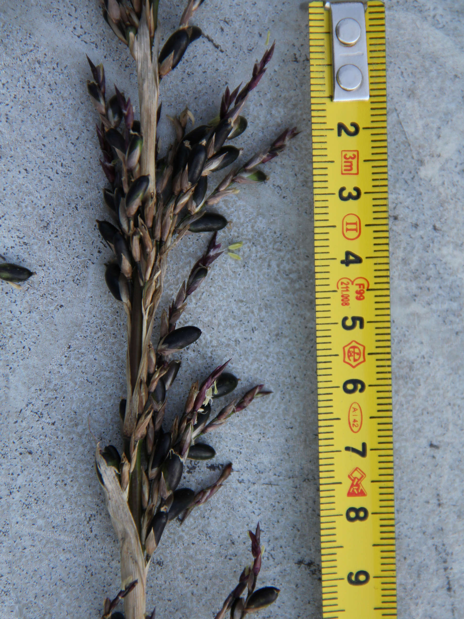 chimonobambusa_marmorea5ad