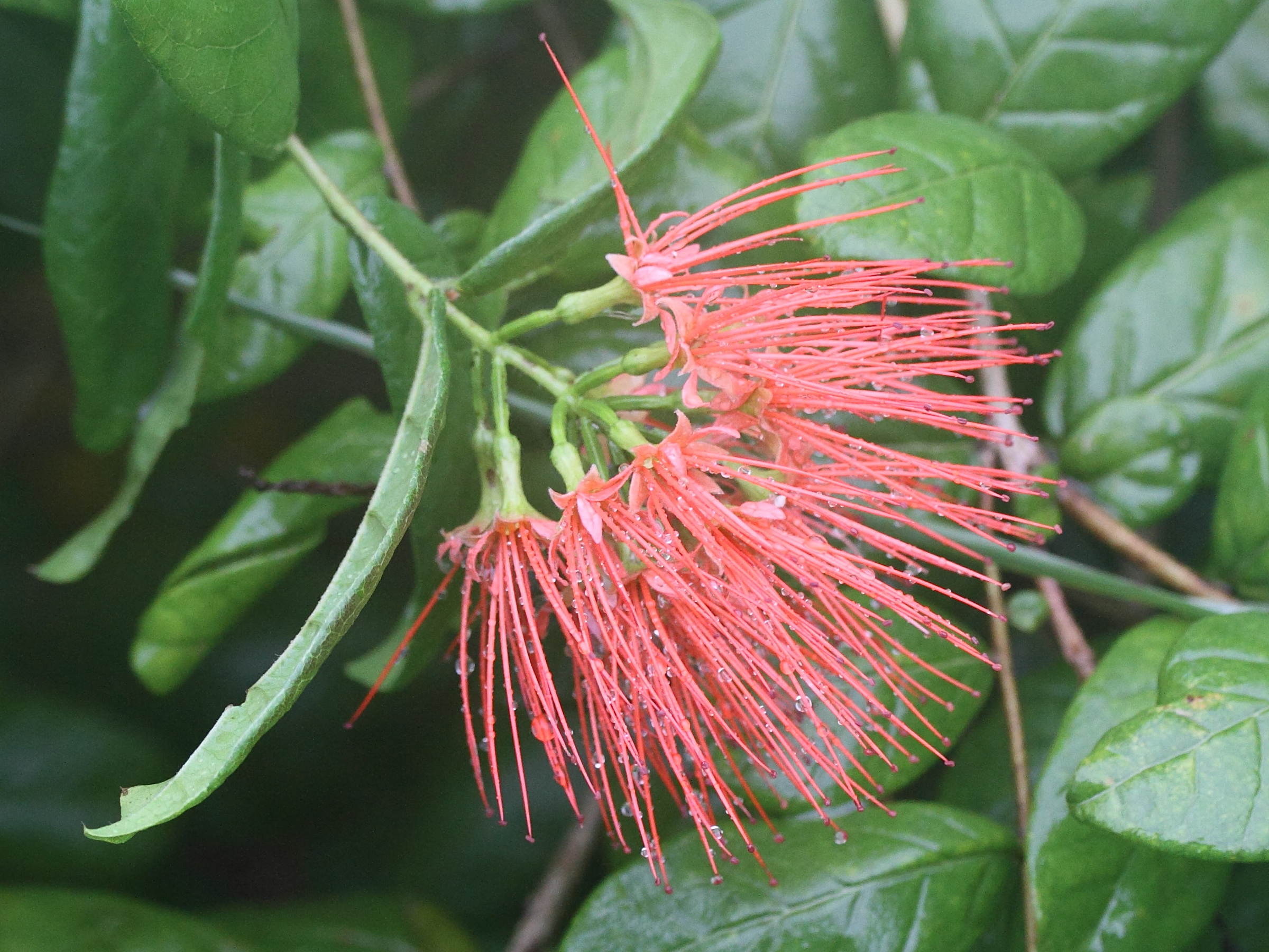 Afficher le média combretum_constrictum6md combretum_constrictum6md