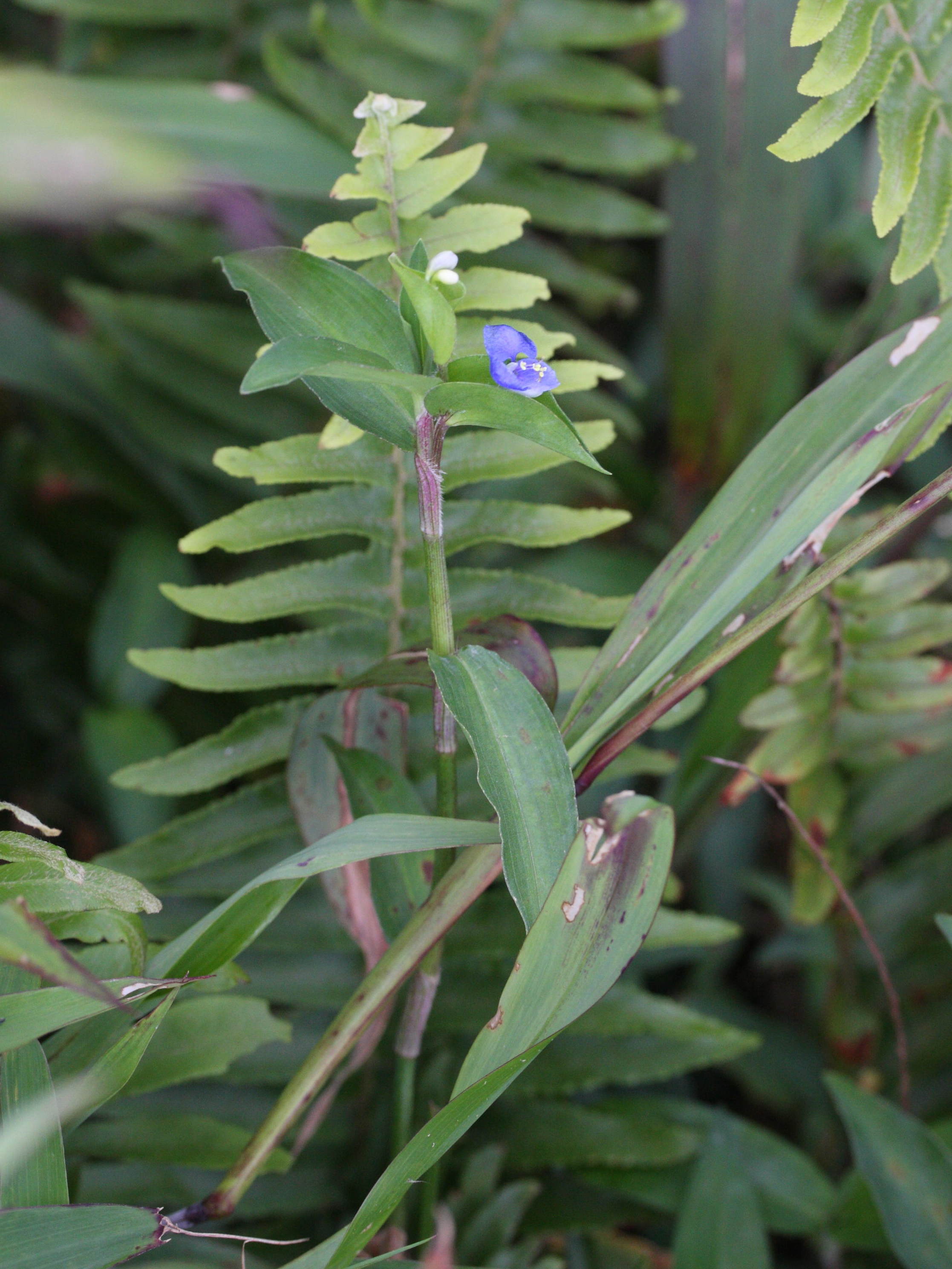 commelina_diffusa4md