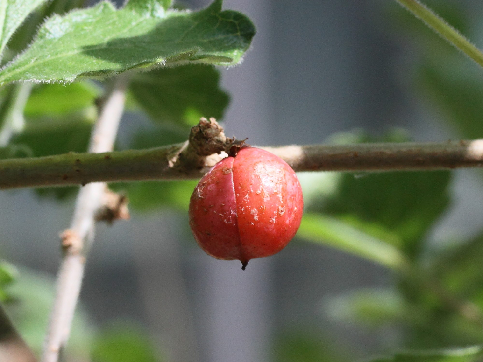 commiphora_africana3md