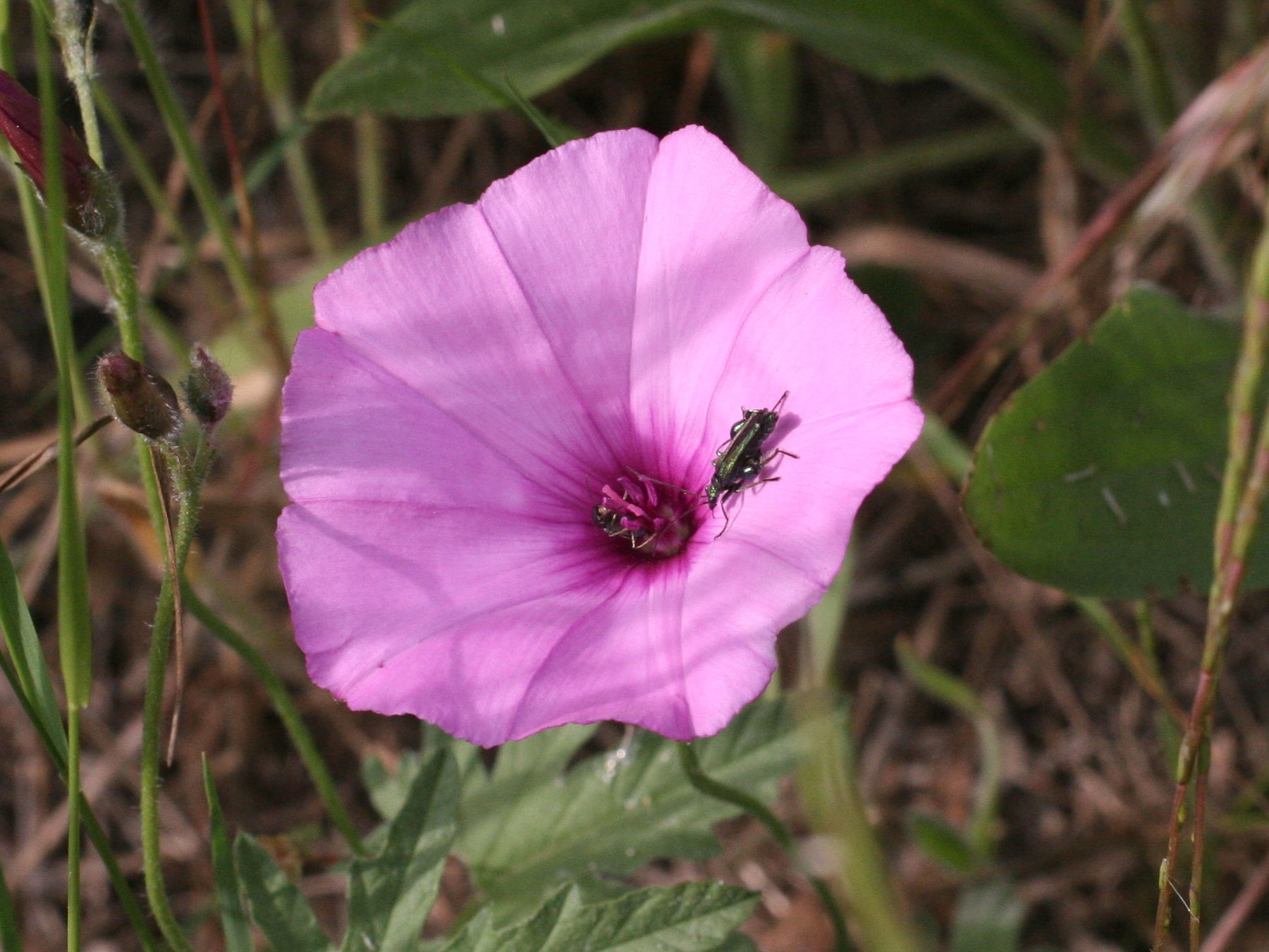 Convolvulus_althaeoides
