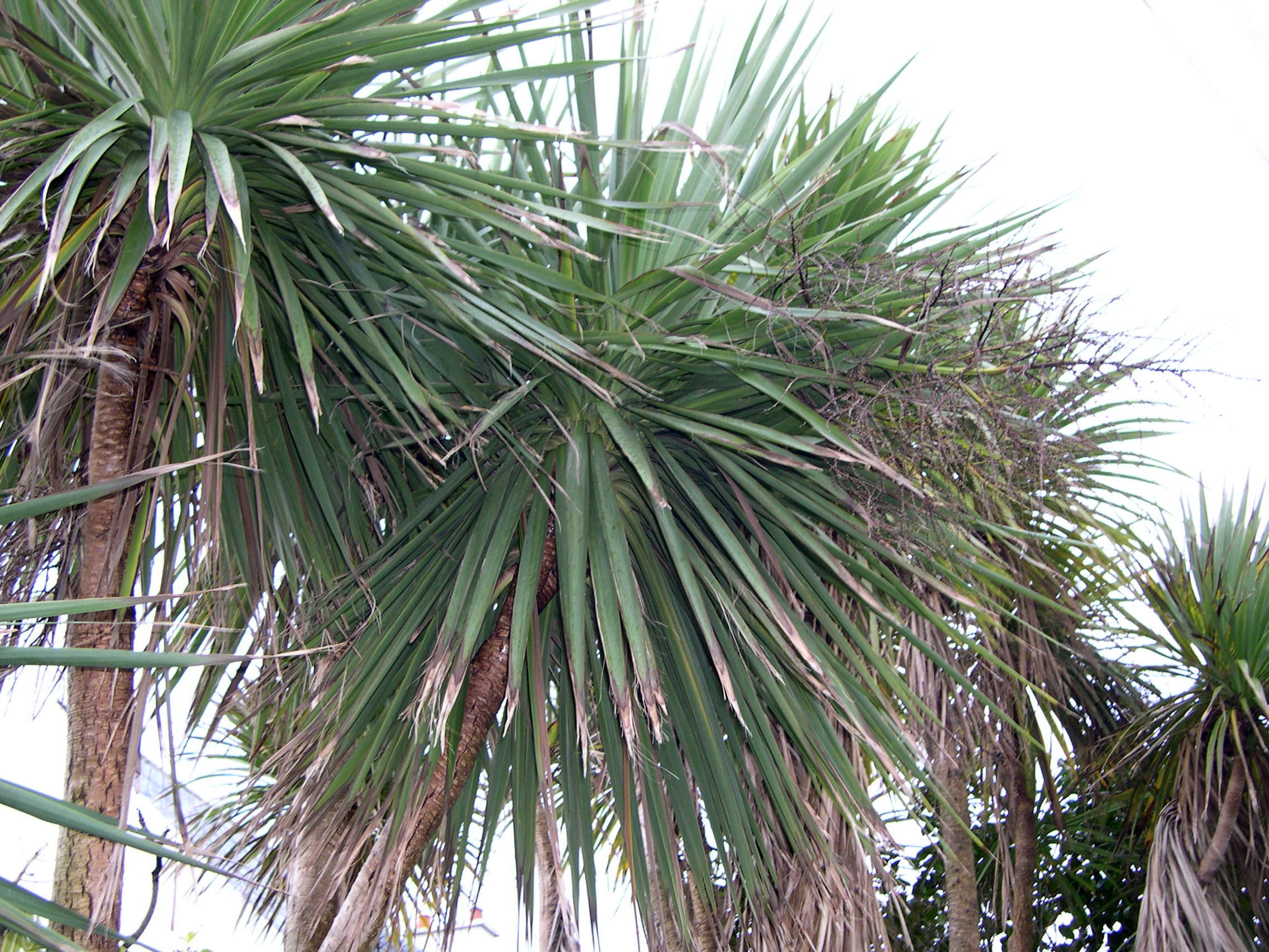 cordyline_australis2md