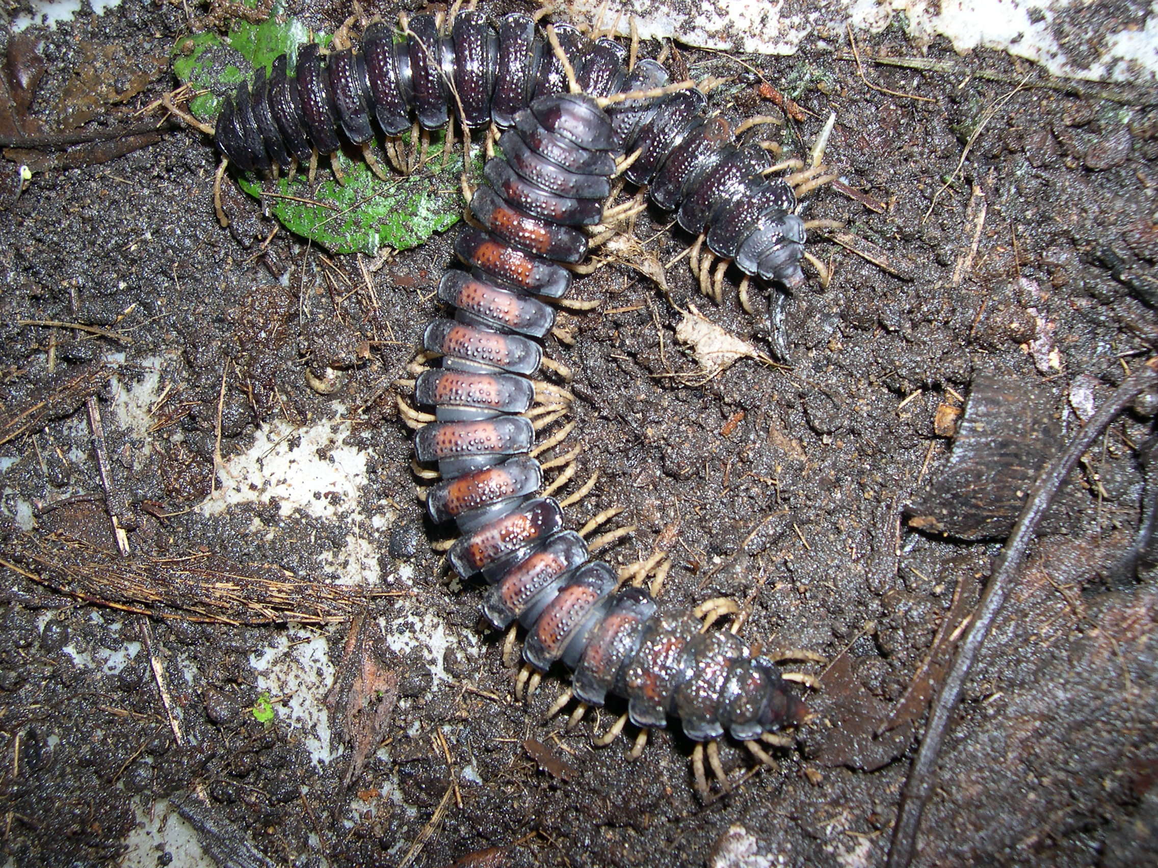 coromus_granulatus1md