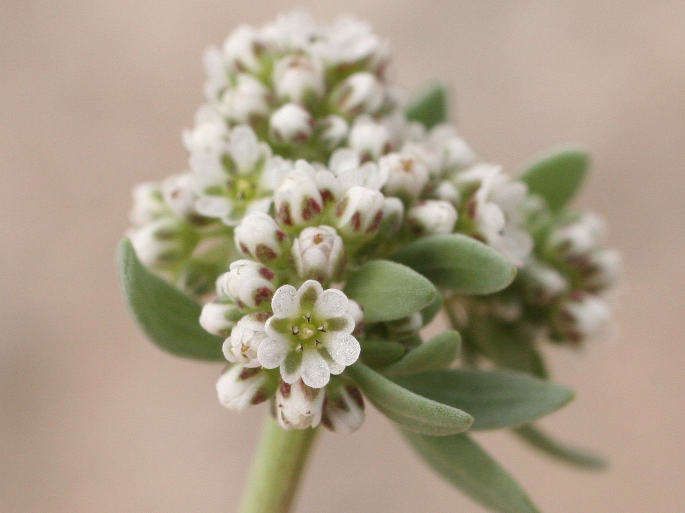 Afficher le média Corrigiola_litoralis ssp telephiifolia Corrigiola_litoralis ssp telephiifolia