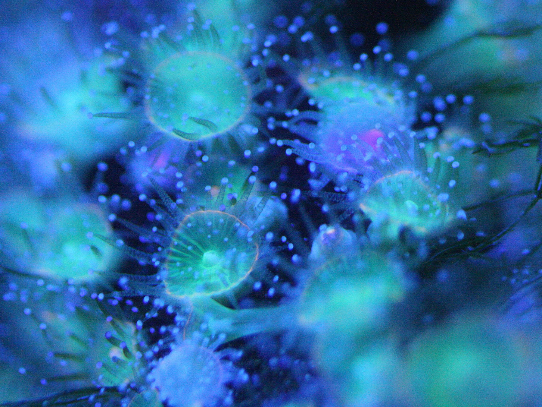 corynactis_viridis2bd