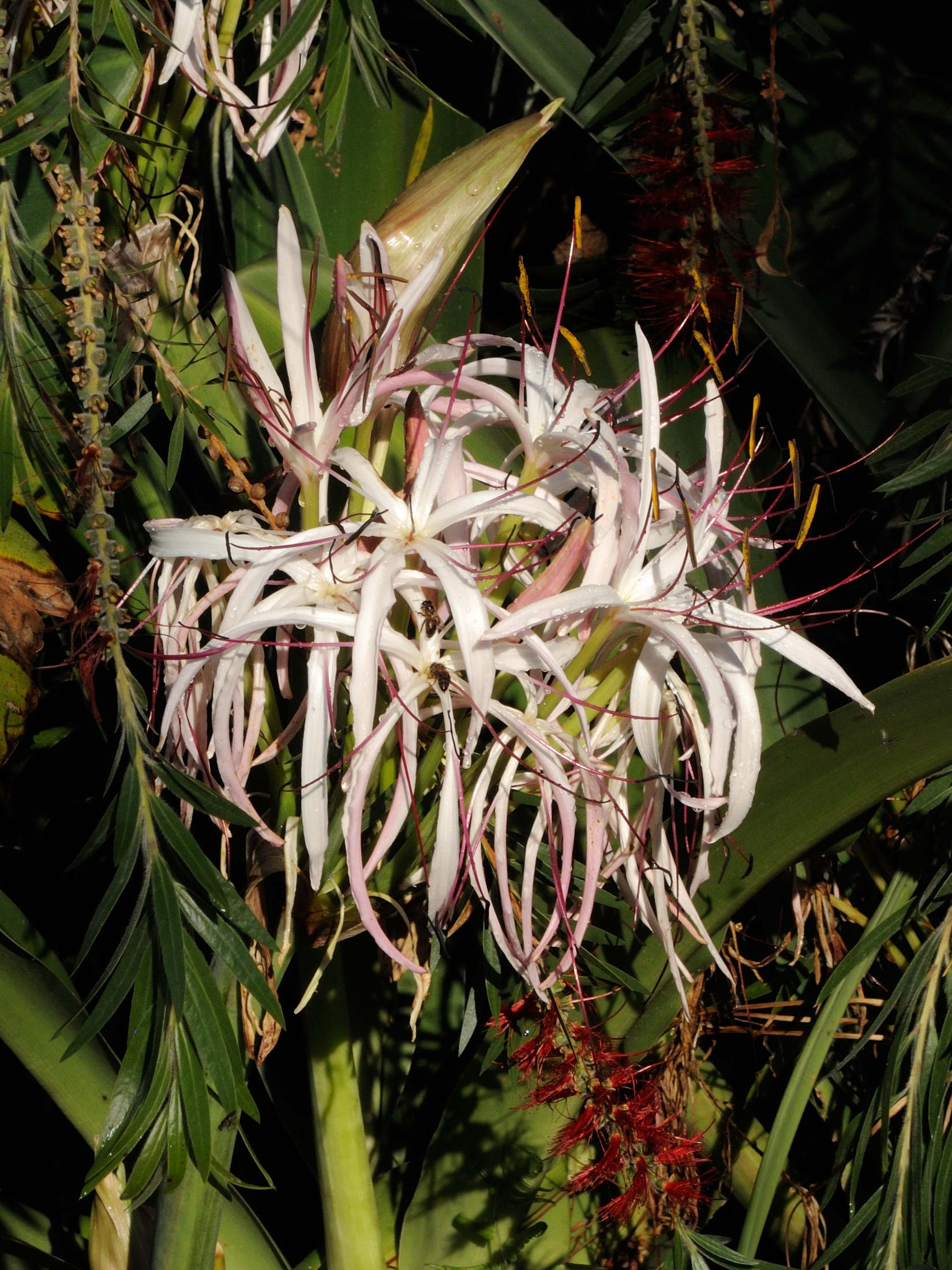 crinum_firmifolium3md