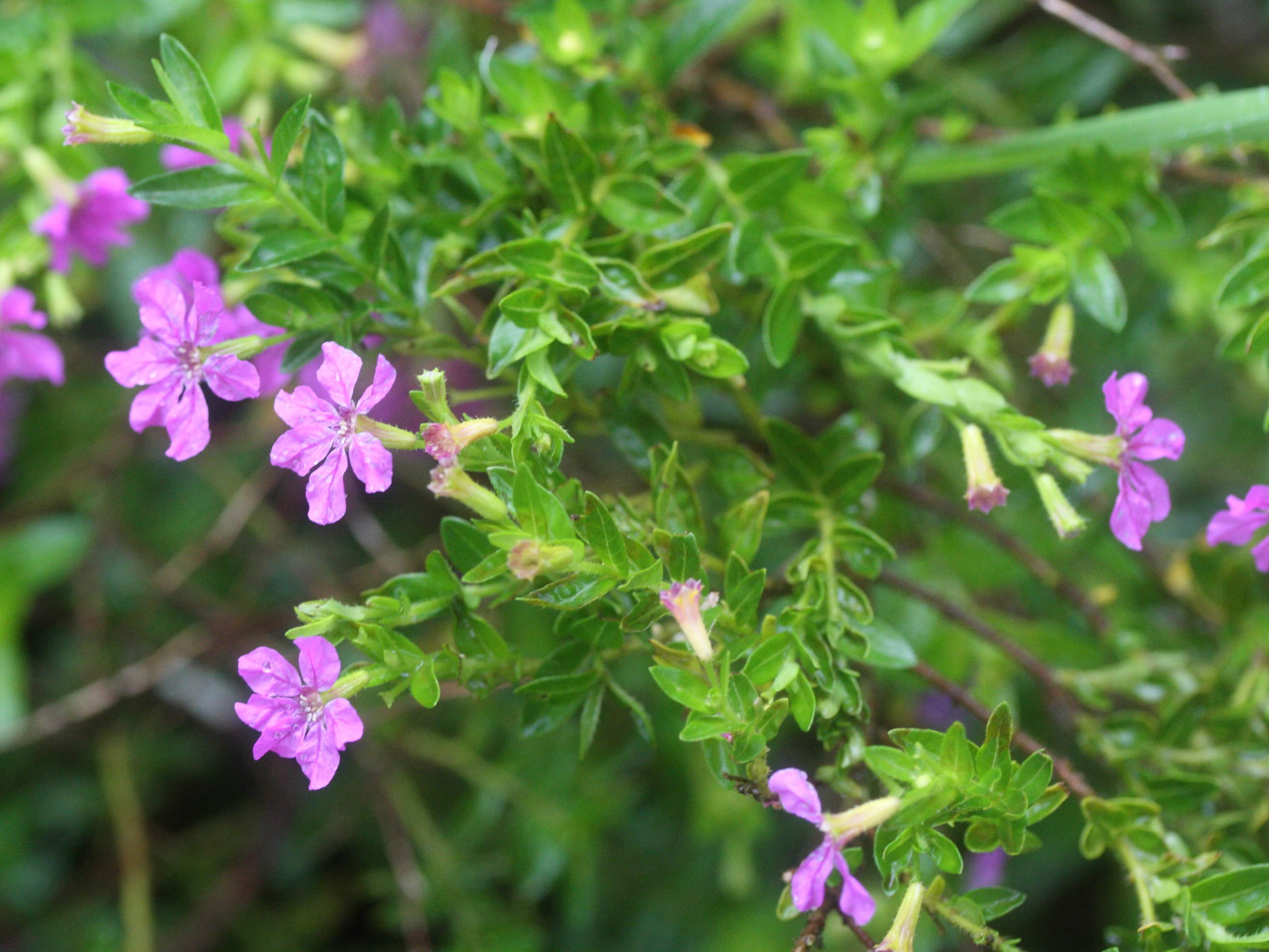 cuphea_hyssopifolia3md