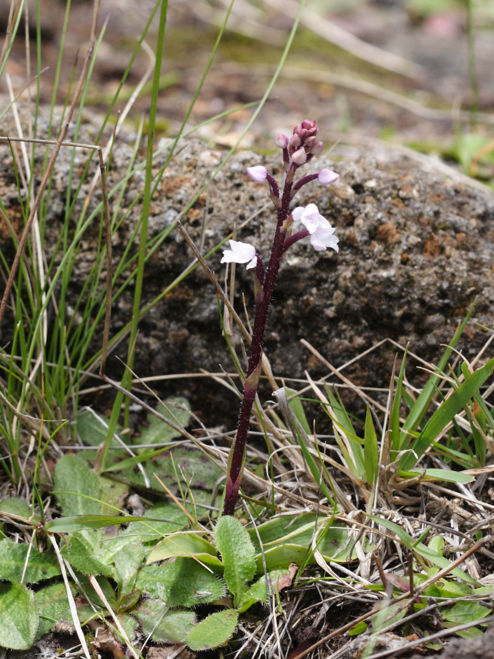 cynorkis_breviplectra1bd