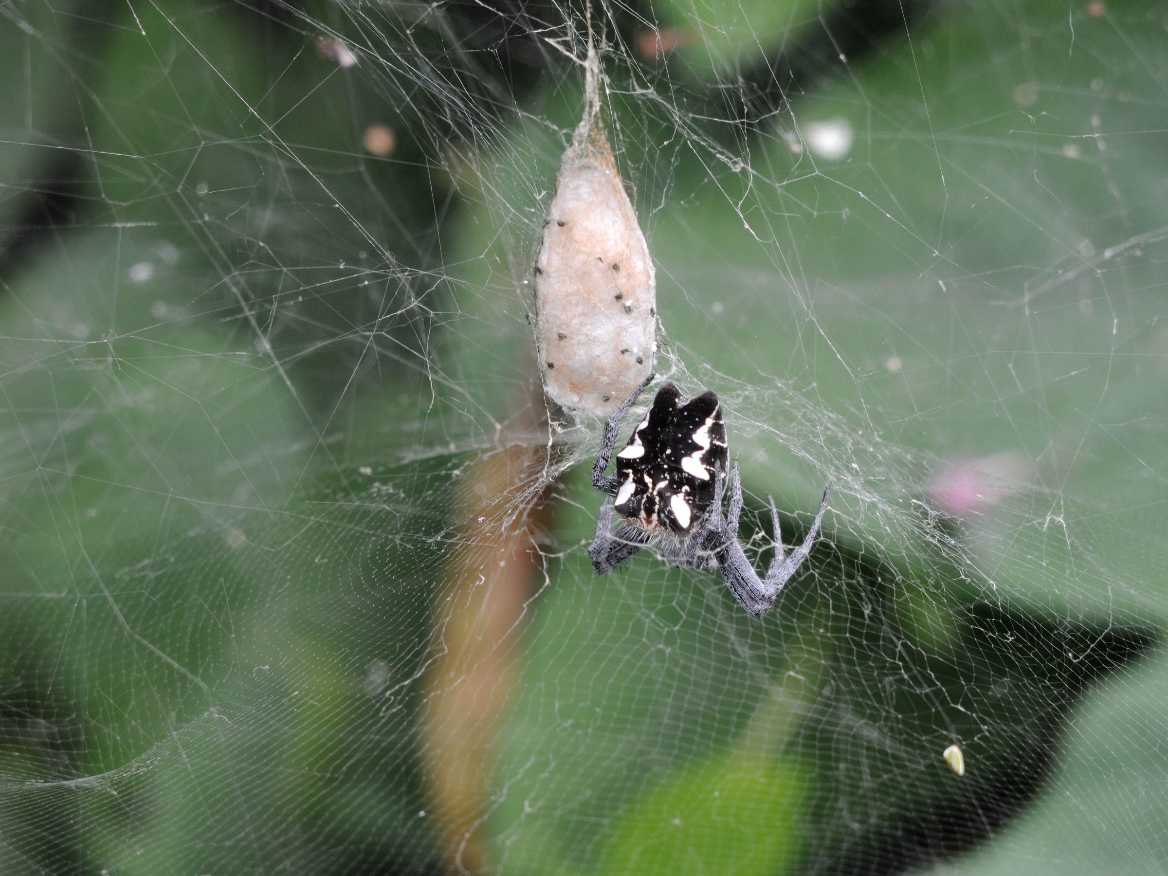 cyrtophora_citricola6md