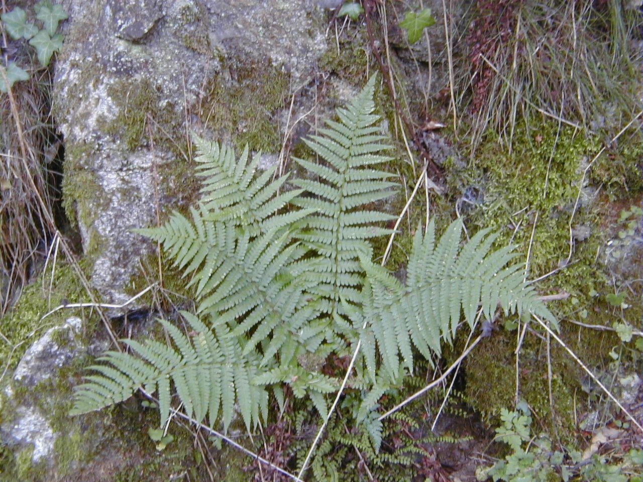 Dryopteris_Filix-mas