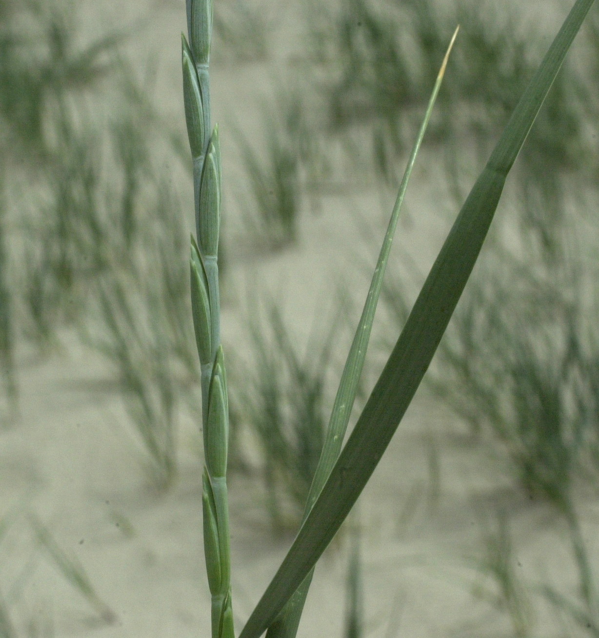 elytrigia_juncea_boreali-atlantica1md