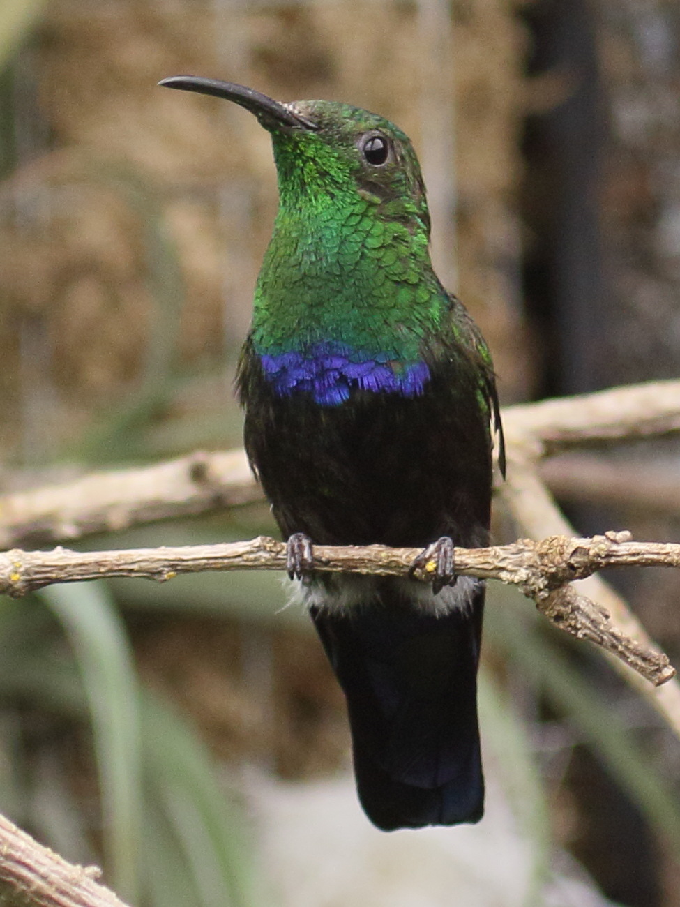 Eulampis_holosericeus