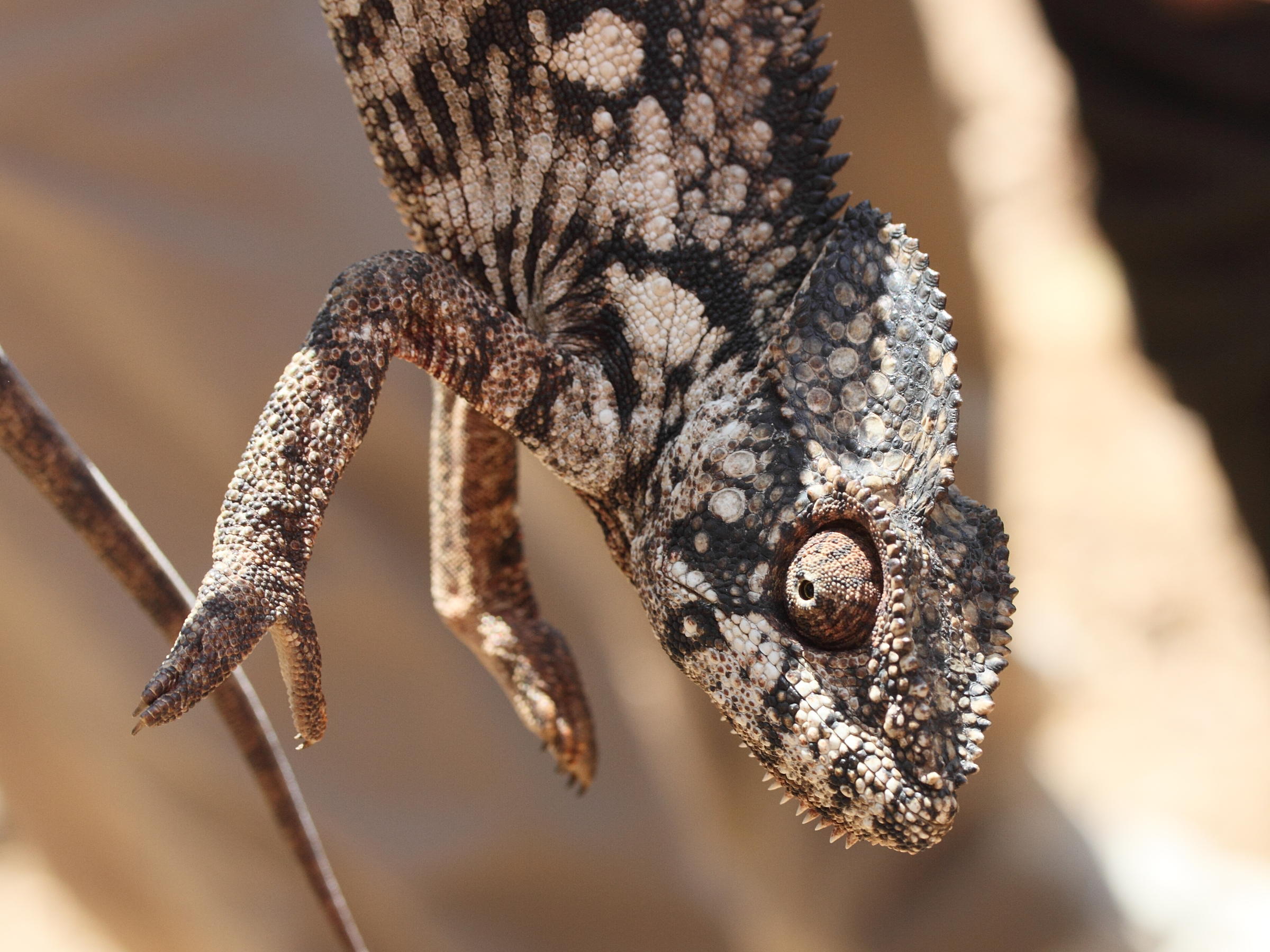 furcifer_verrucosus3md