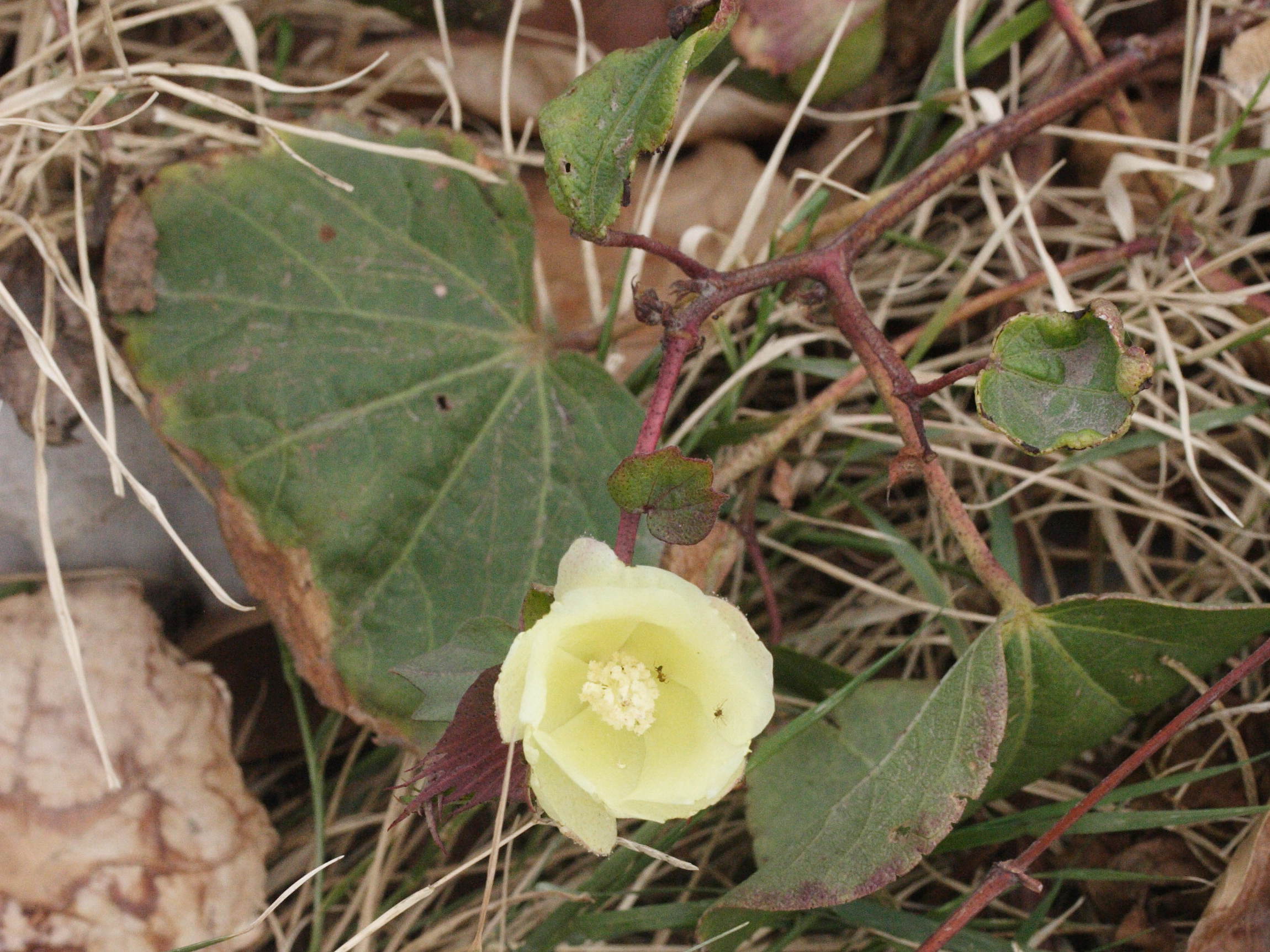 gossypium_herbaceum1md