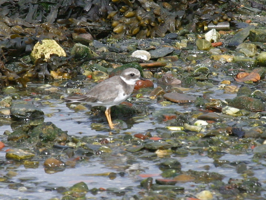 grand_gravelot_-_charadrius_hiaticula3bd