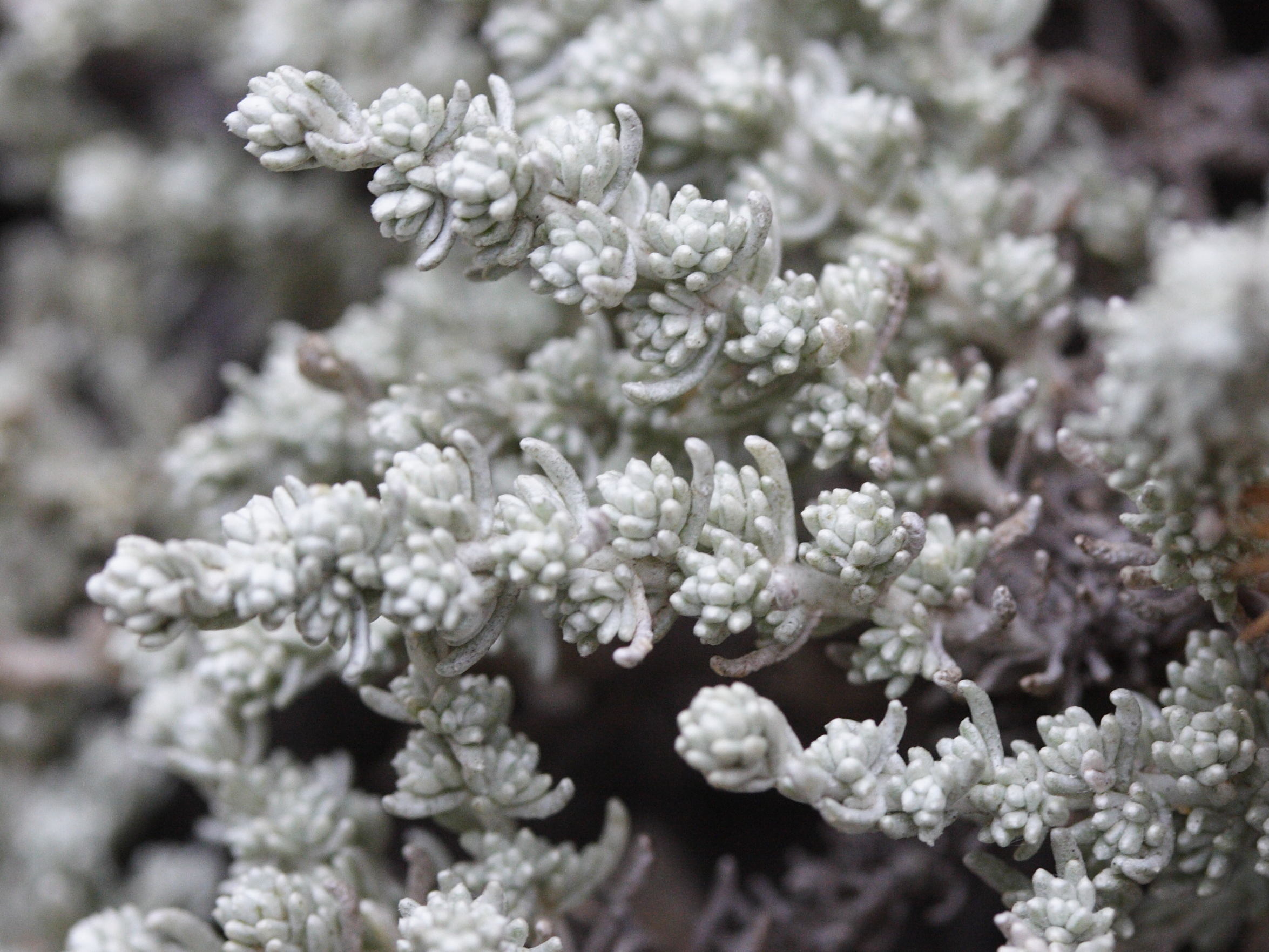 Afficher le média helichrysum_italicum_microphyllum3md helichrysum_italicum_microphyllum3md