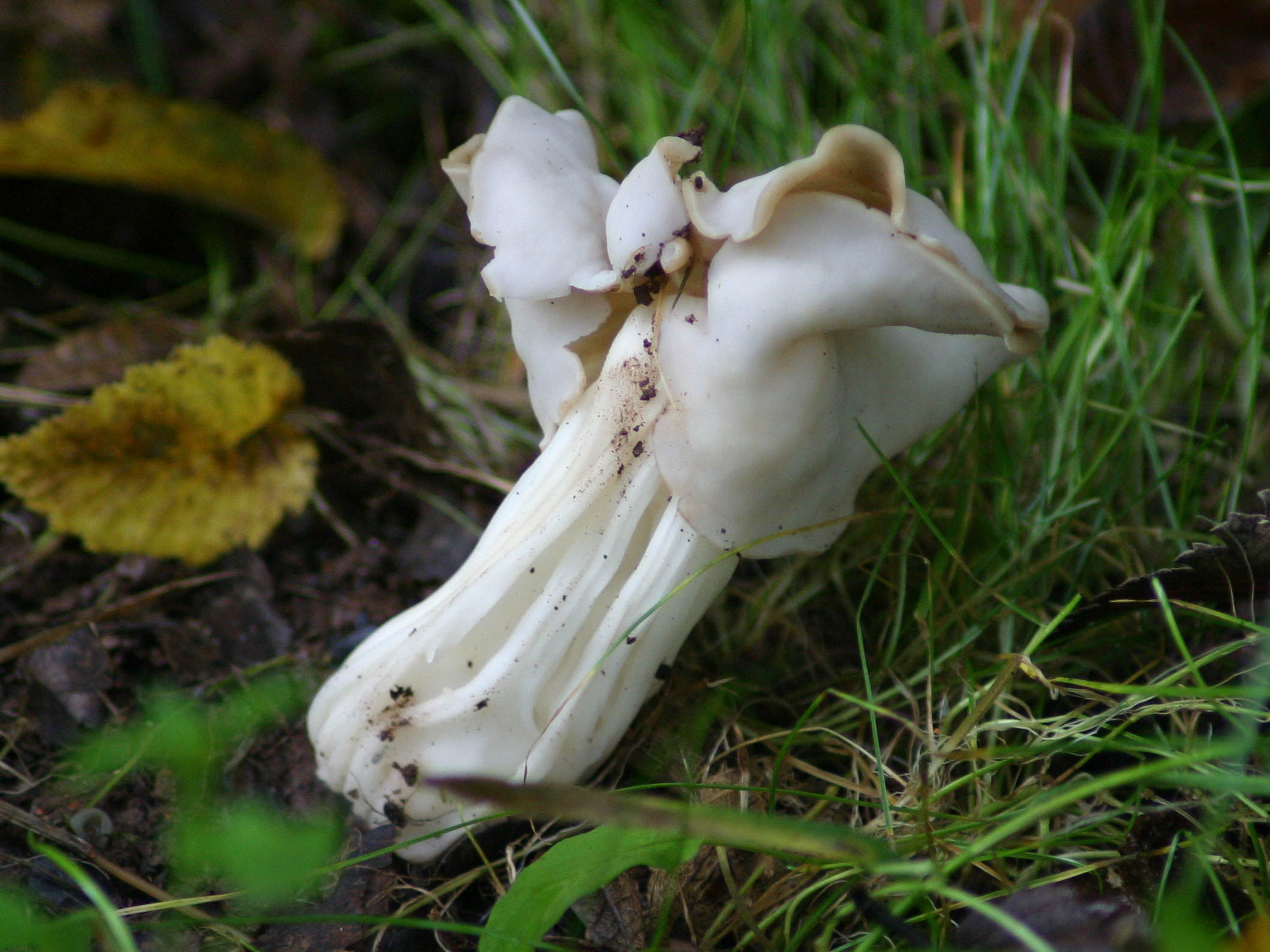 helvella_crispa4bd