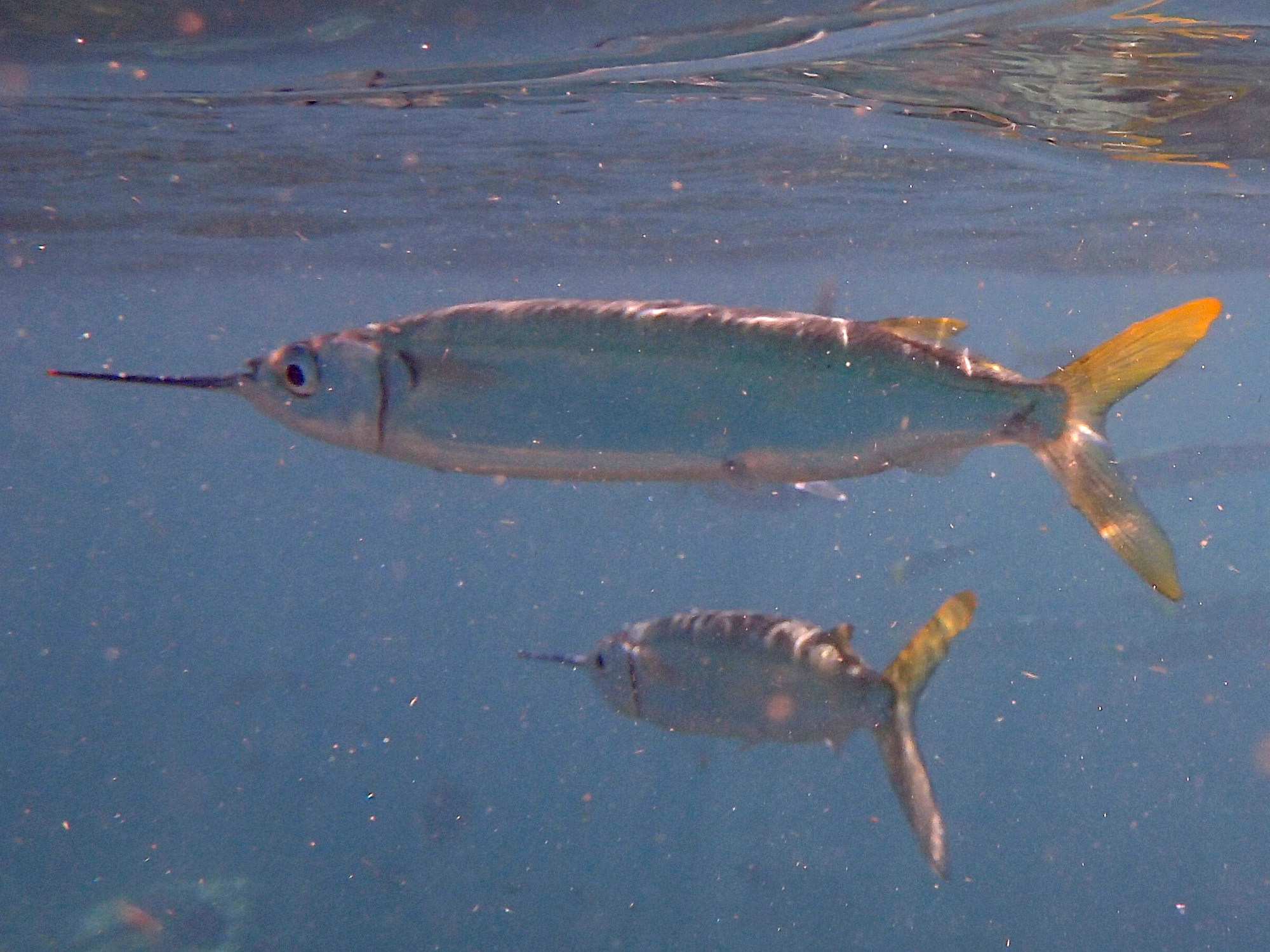 hemiramphus_balao1sd